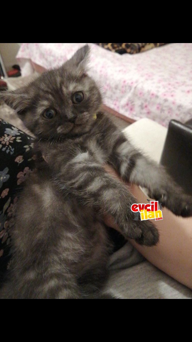 Çok uysal