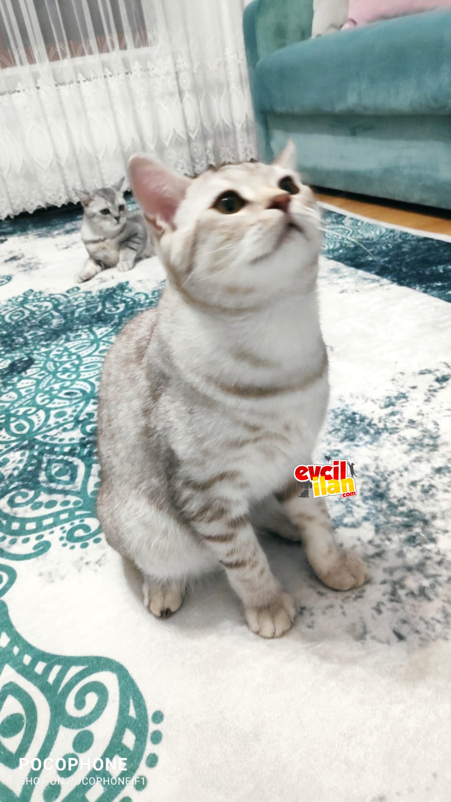  Cok uyusal ve arkadas canlisi kizimiz sahiplendirilcektir