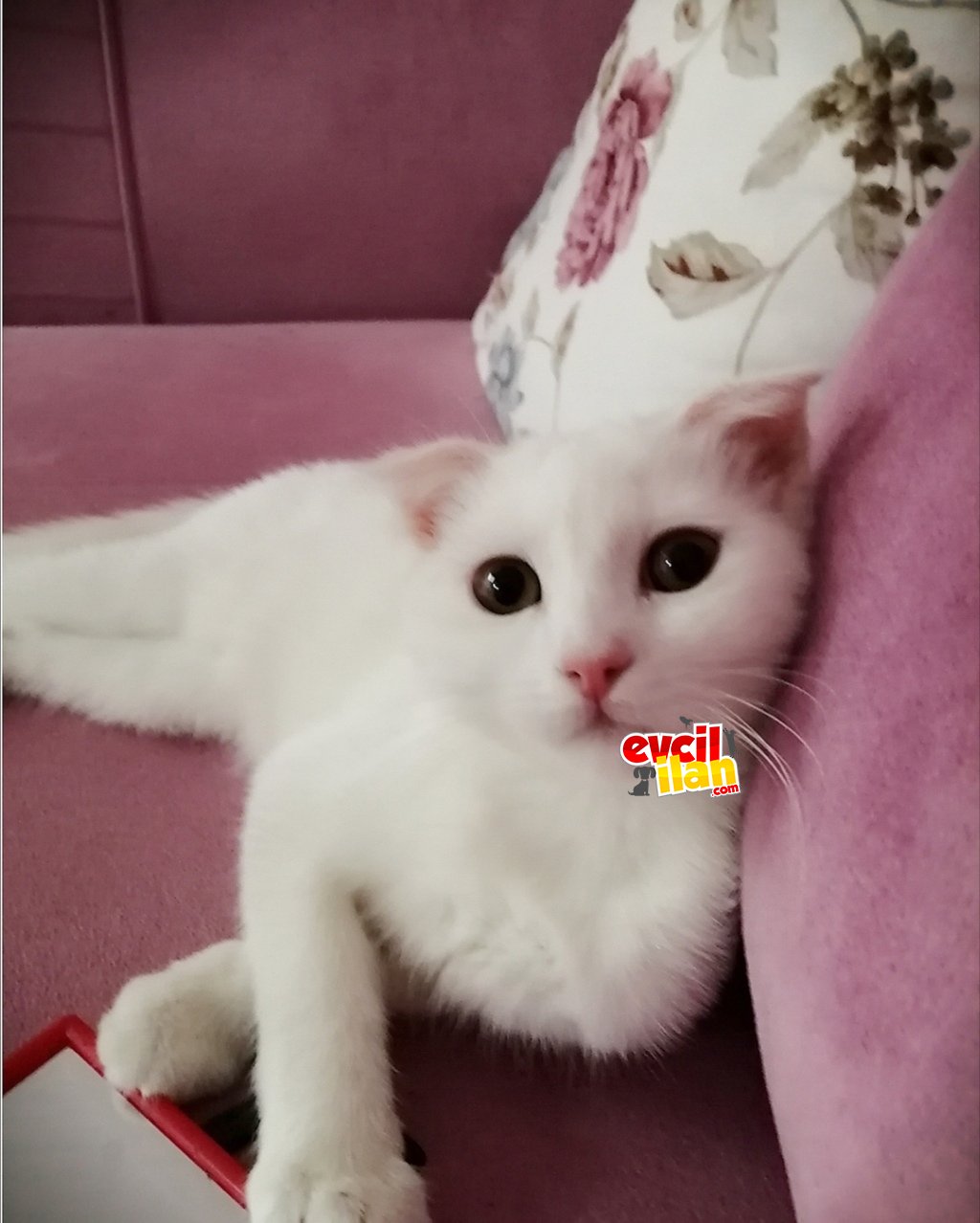Çok yakışıklı bir erkek