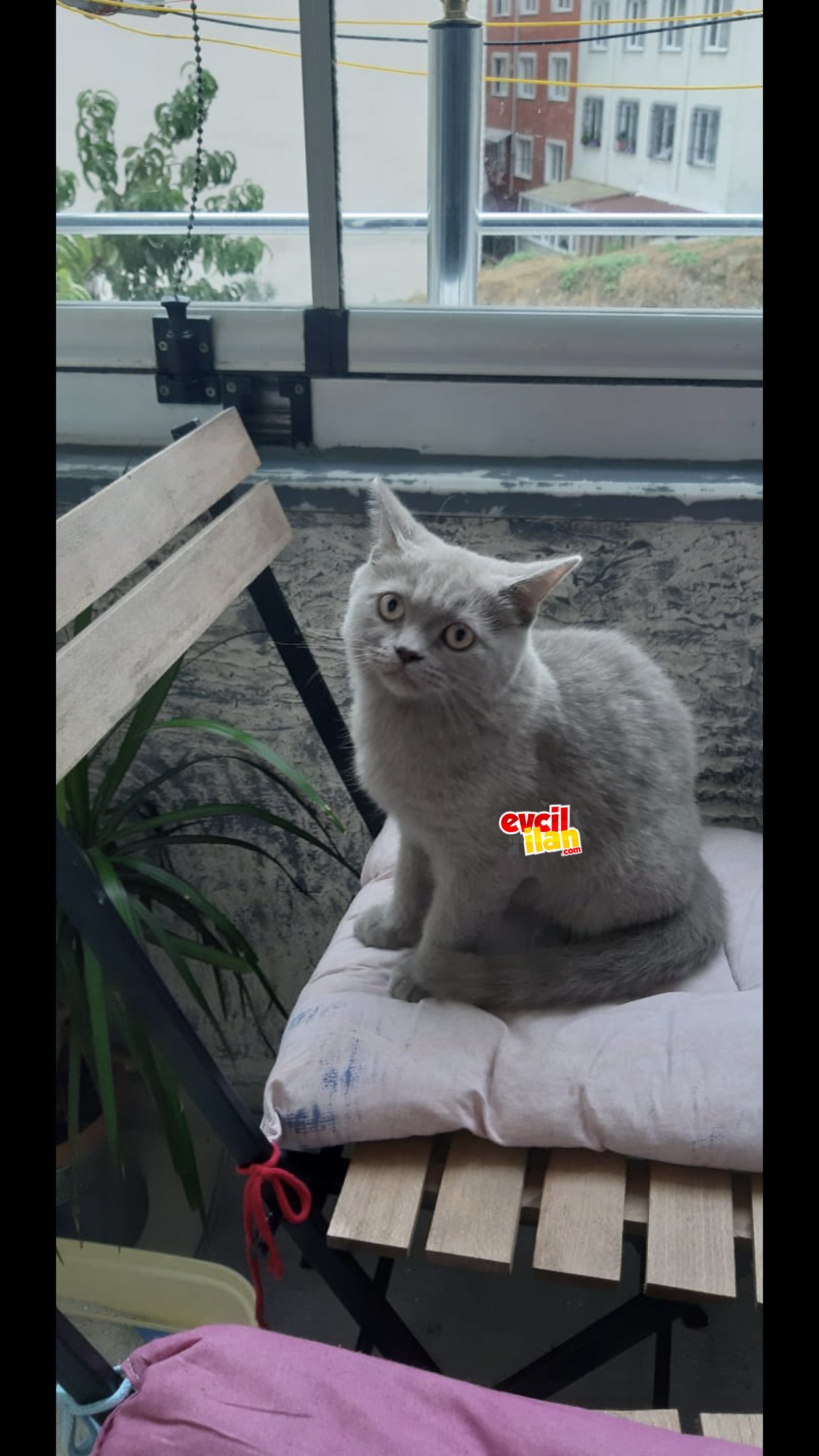 Çoook masum brithish 