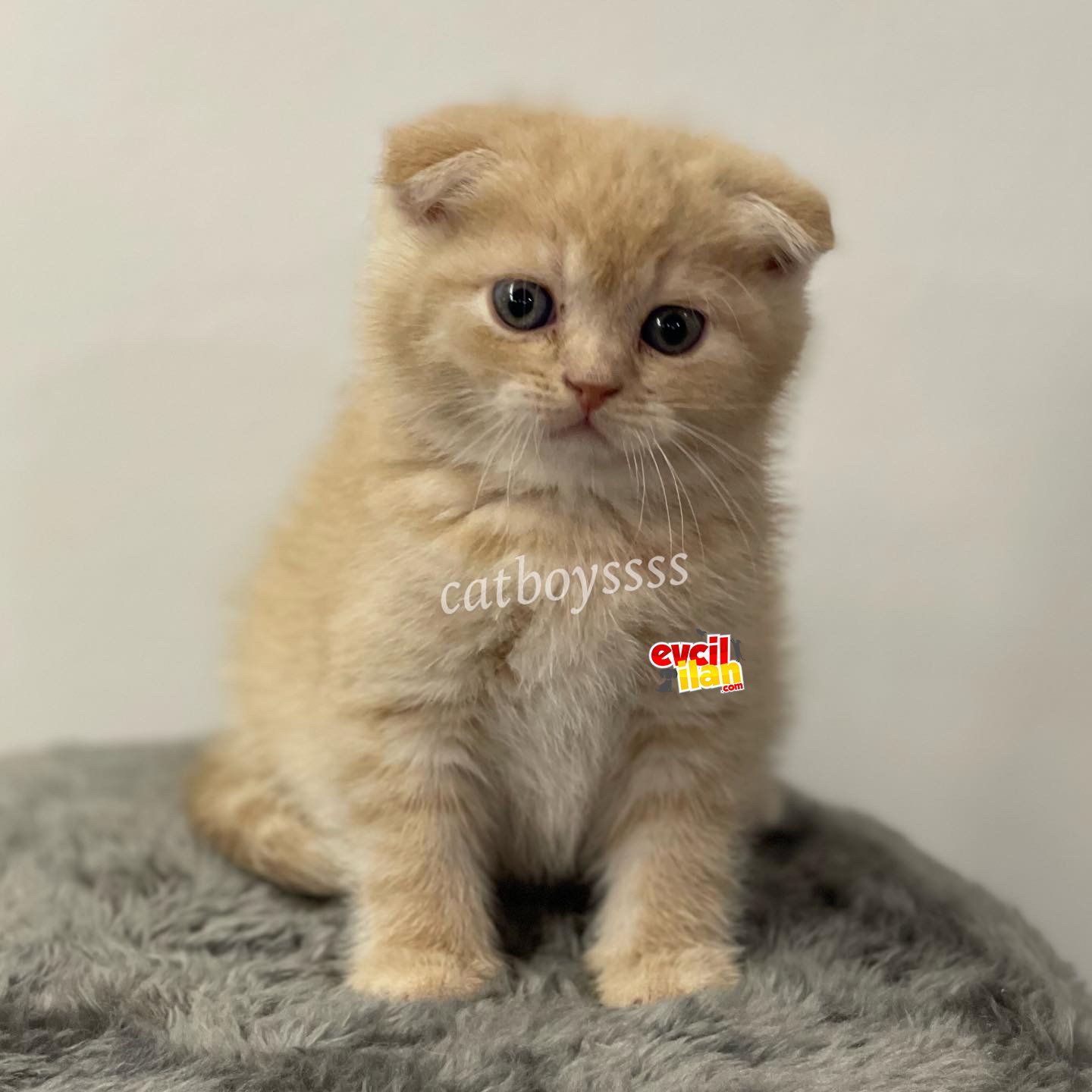 Cream color scottish fold erkek yavru 