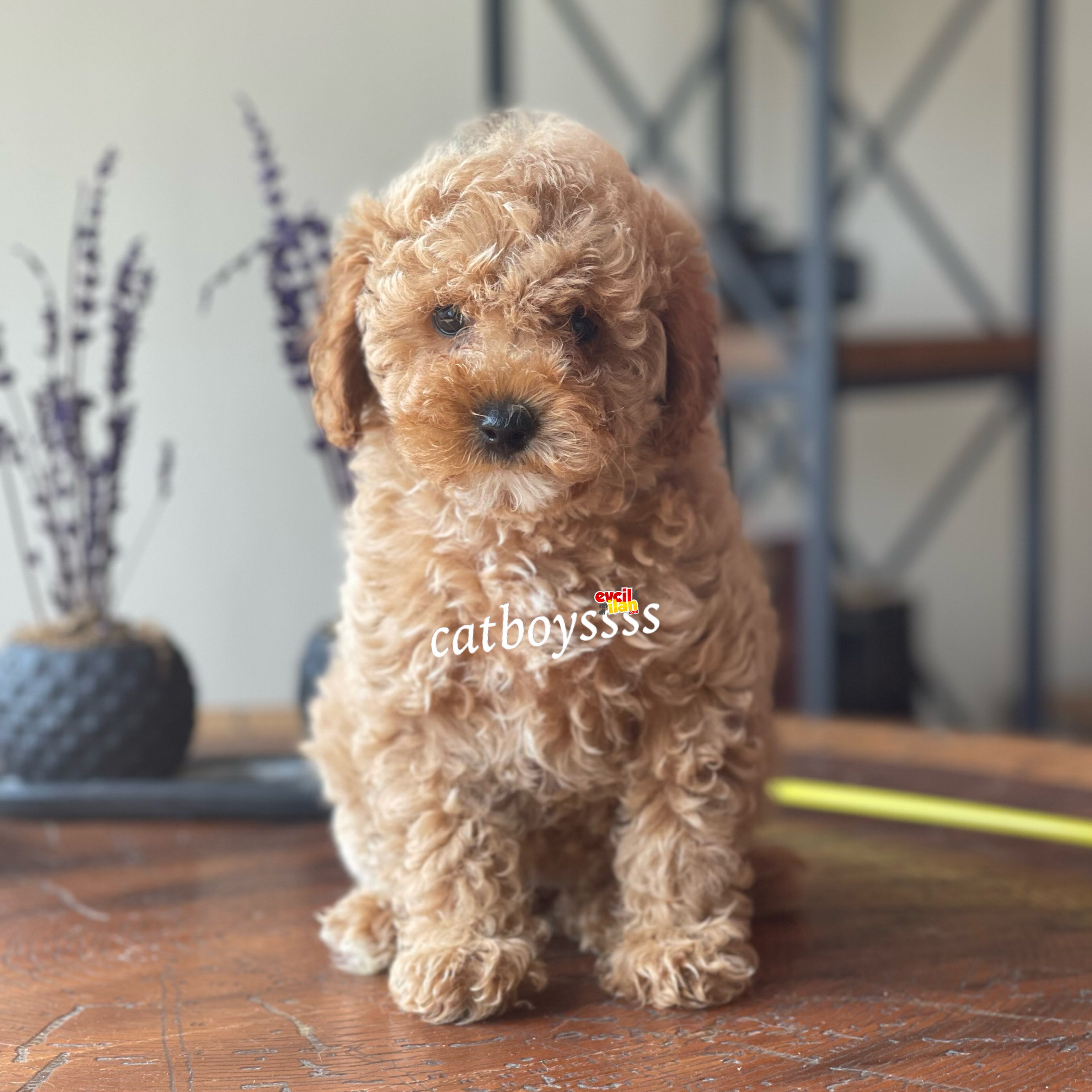 Dark apricot dişi toy poodle yavrumuz 