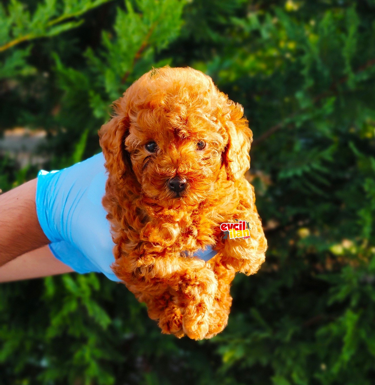 DARK RED TOY POODLE YAVRULARIMIZ SİZLERLE