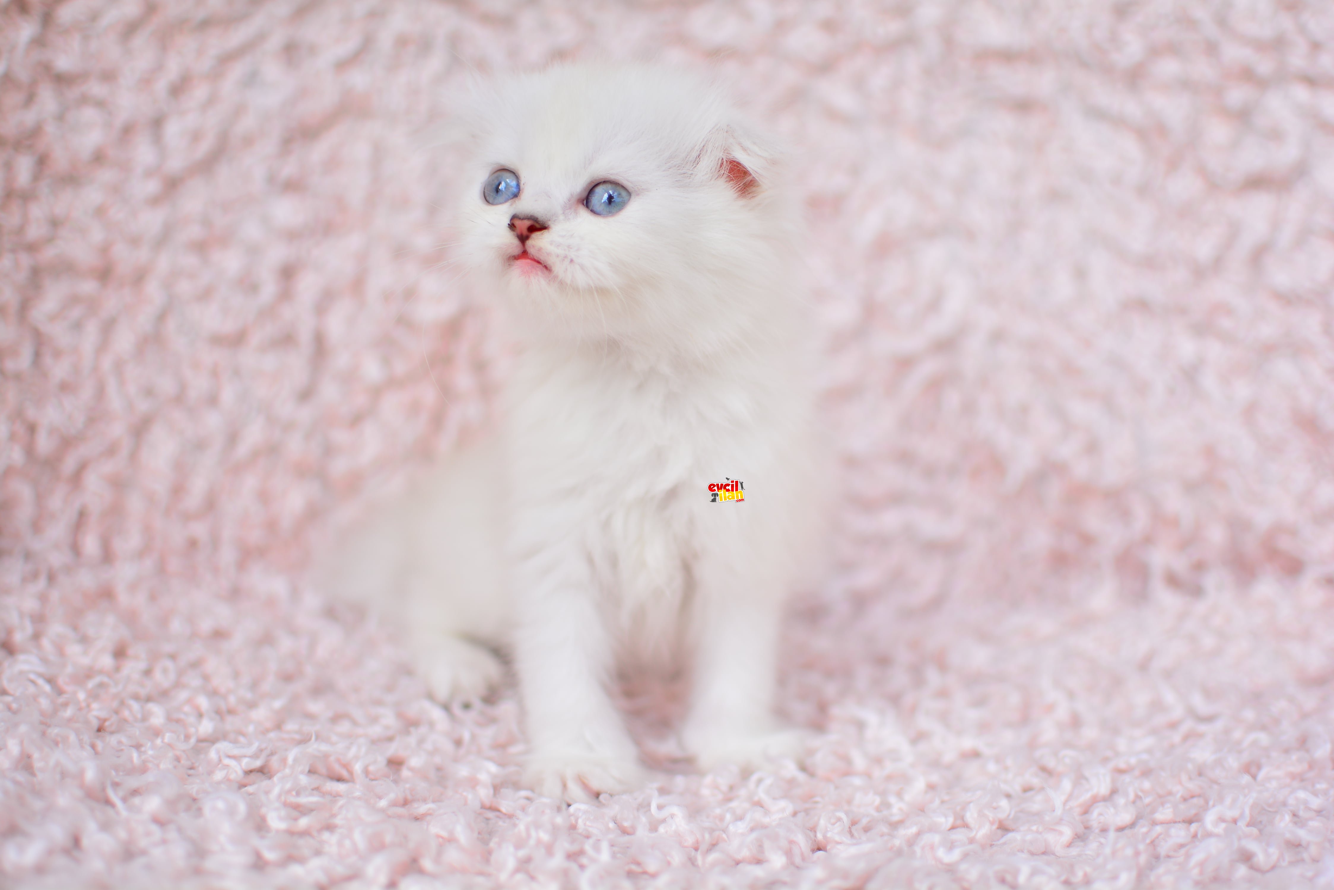 DENİZ GÖZLÜ NS1133 SCOTTISH FOLD SHORTHAIR