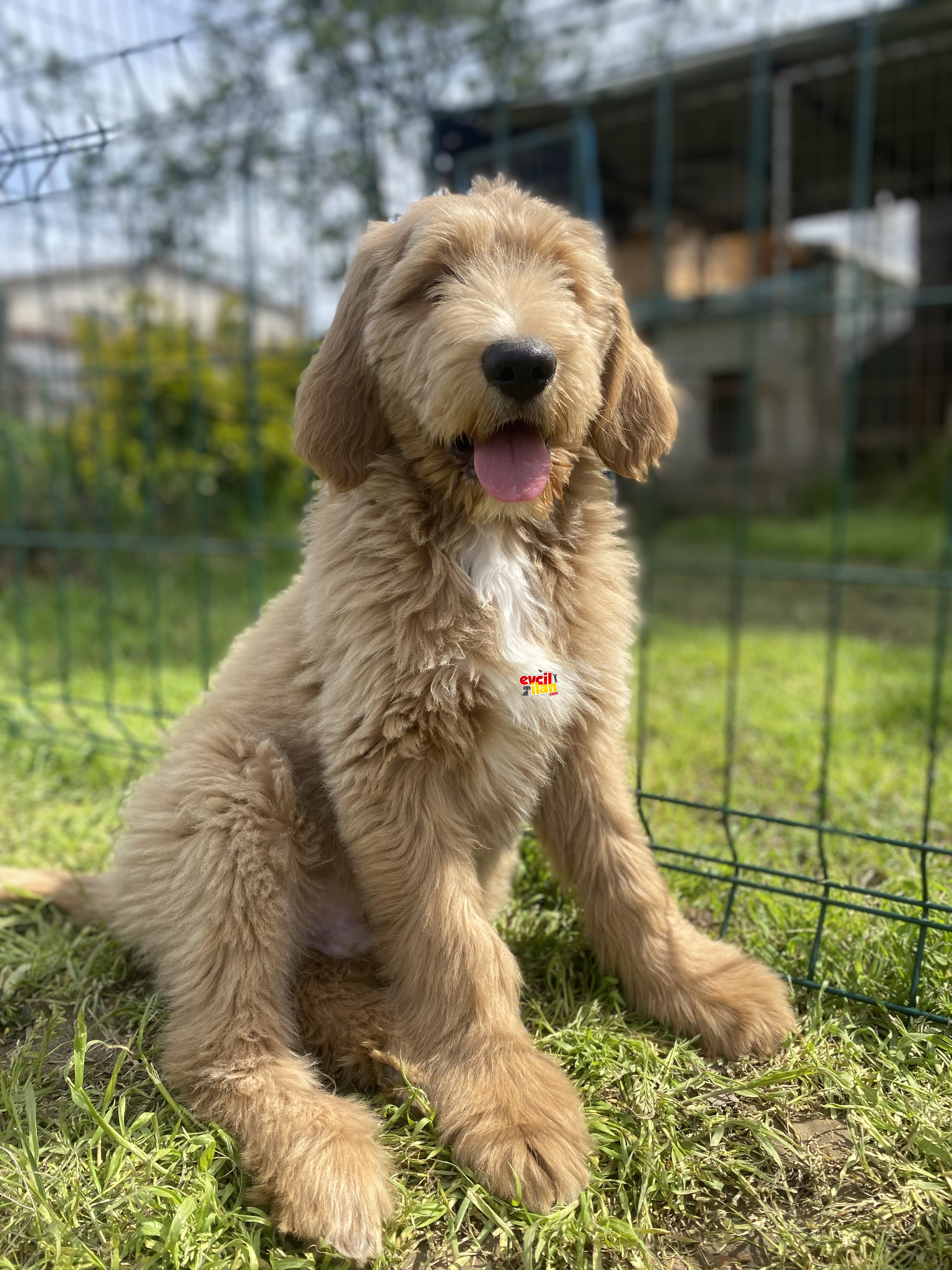 DEV BOY GOLDENDOODLE BEBEKLER