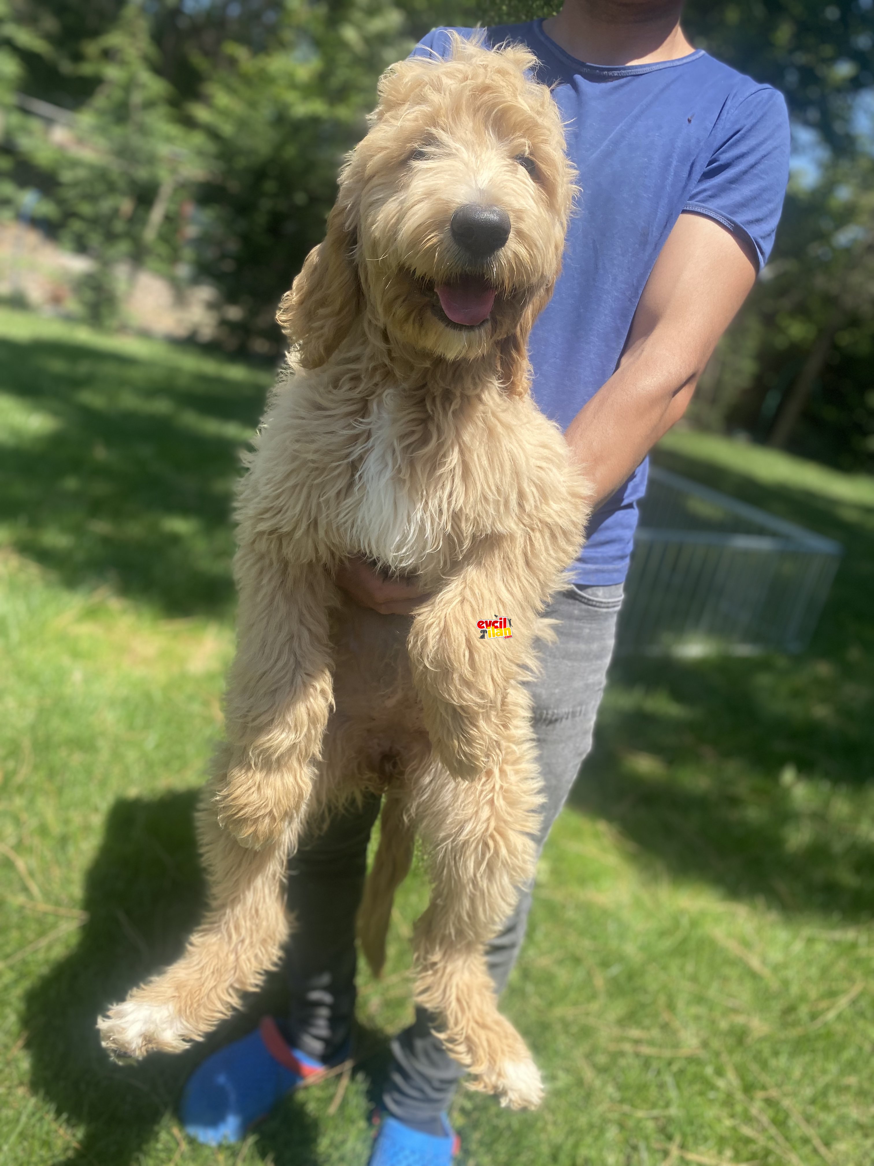 DEV BOY GOLDENDOODLE YAVRULAR 