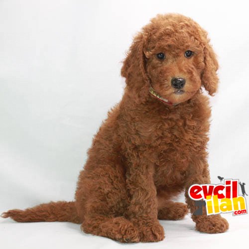 DEV BOY RED LABRADOODLE BEBEKLER