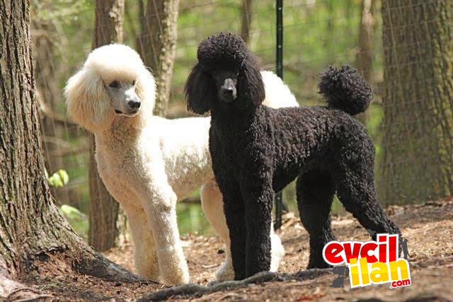 DEV BOY STANDART POODLE BEBEKLER