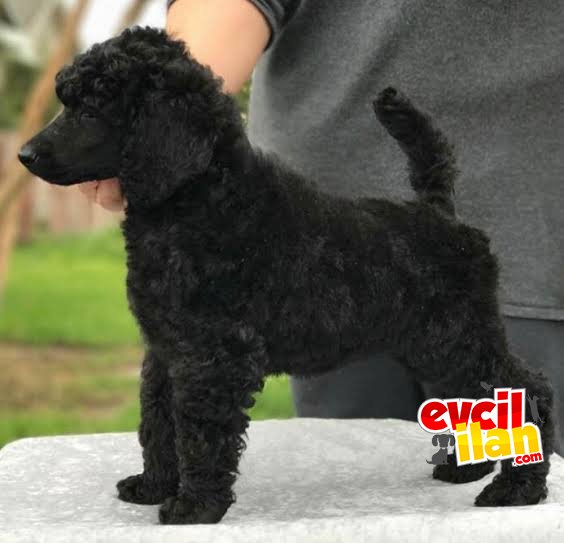 DEV BOY STANDART POODLE YAVRULAR