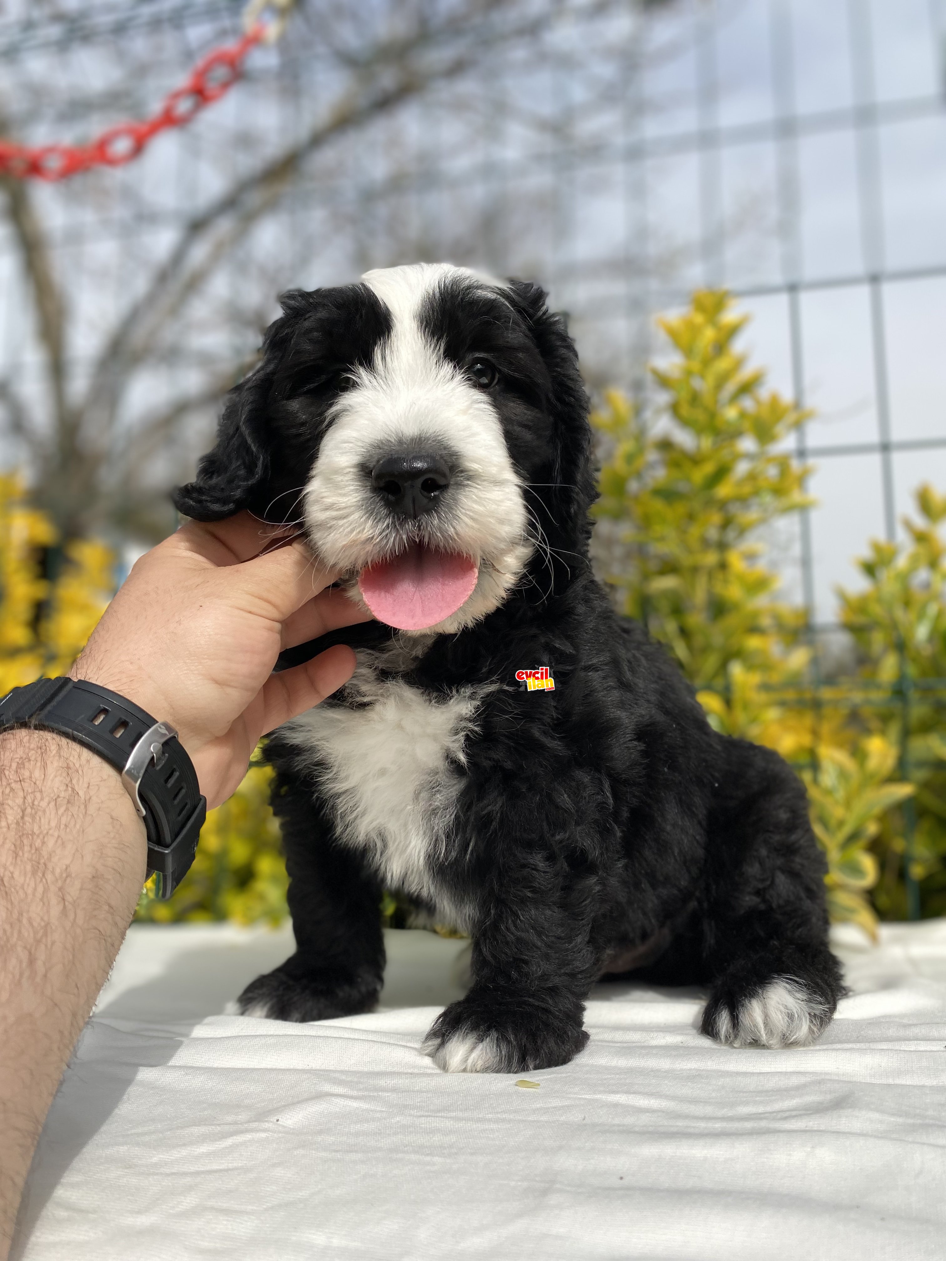 DEV IRK BERNEDOODLE YAVRULARIMIZ