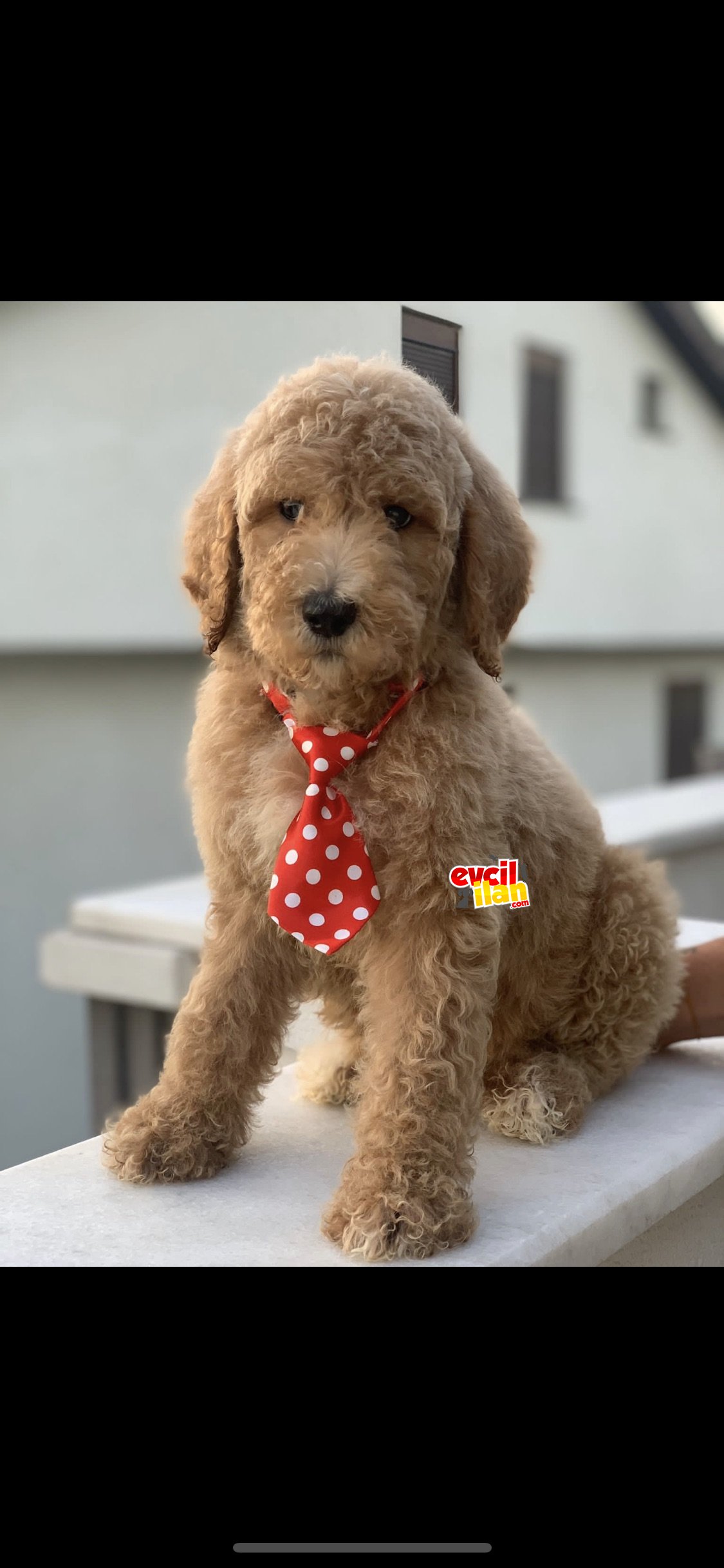 Dev poodle standart boy poodle yavruları 