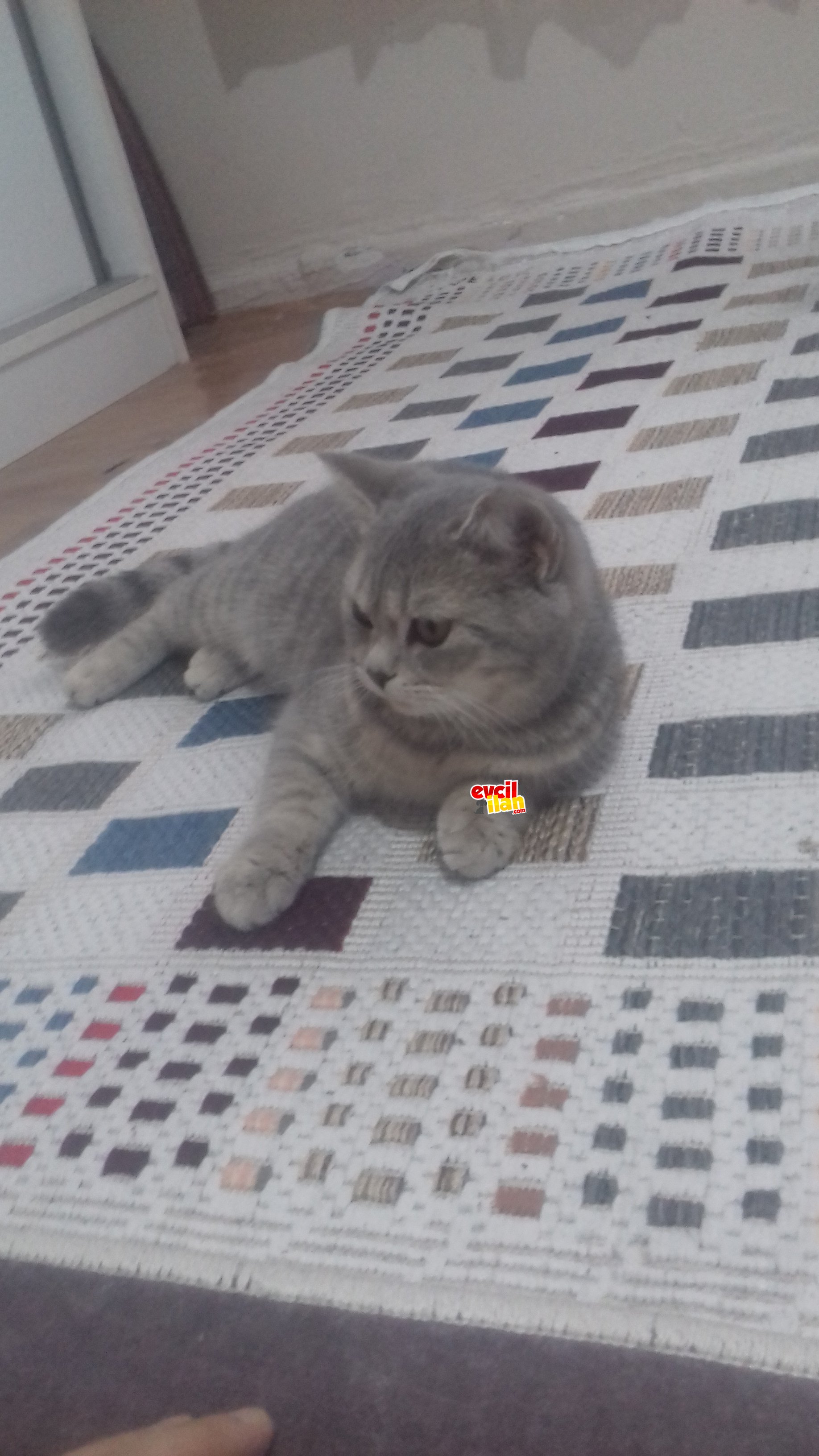 Disi 10 aylik kizanda yeni yuvasini ariyor