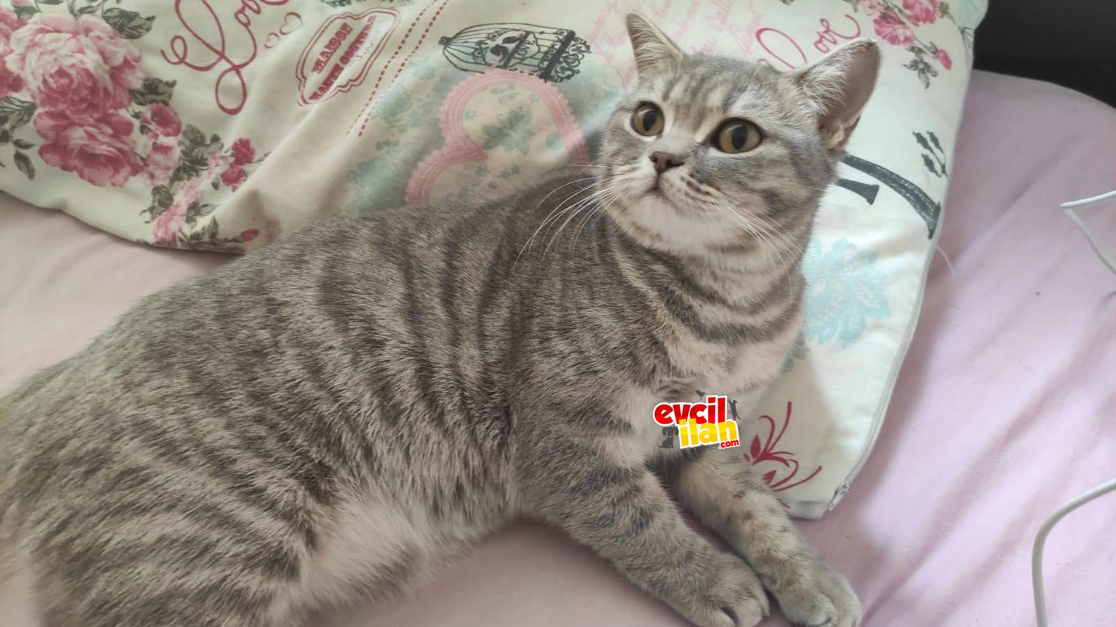 Disi 10 aylik kizanda yeni yuvasini ariyor