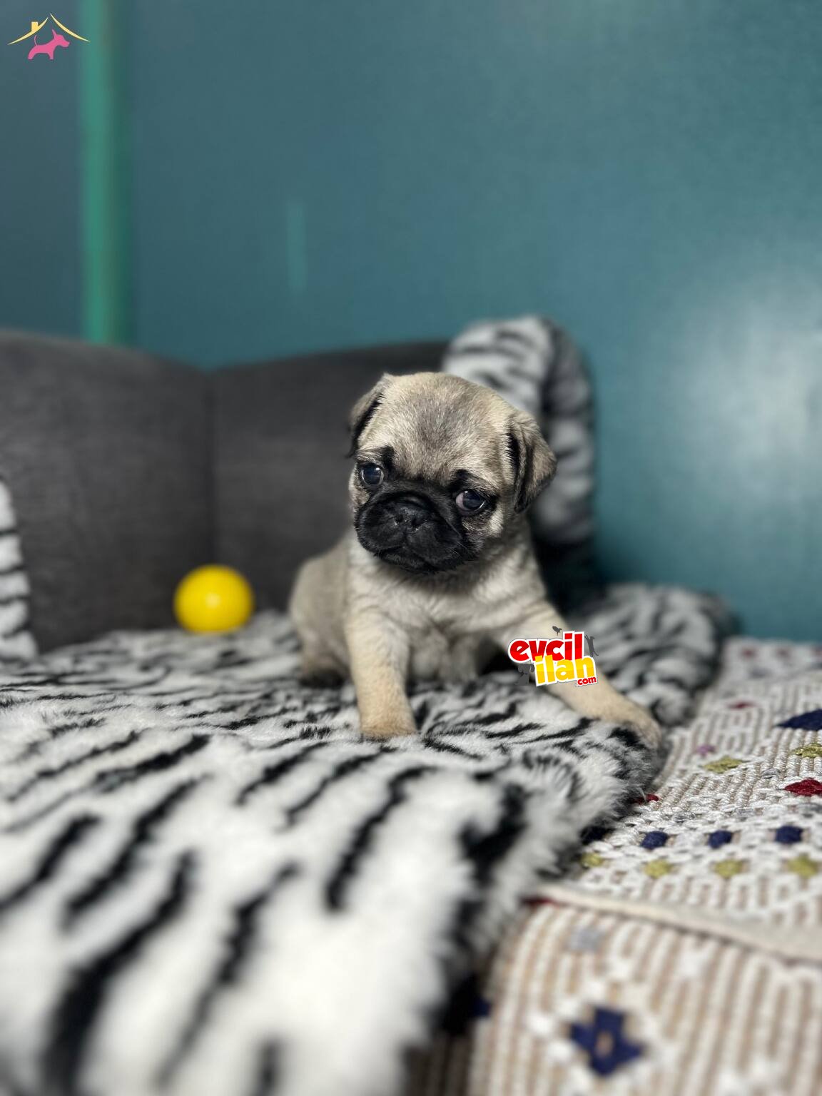 dişi 1.5-2 aylık saf kan hamburger surat kıvrımlı kuyruklu pug 