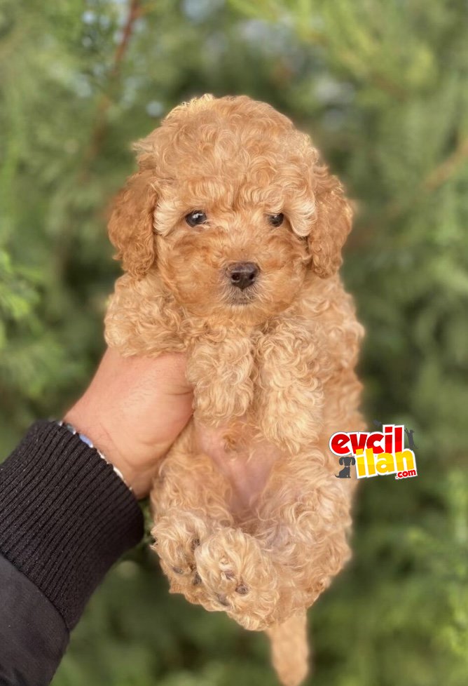 DİŞİ A KALİTE POODLE BEBEKLER