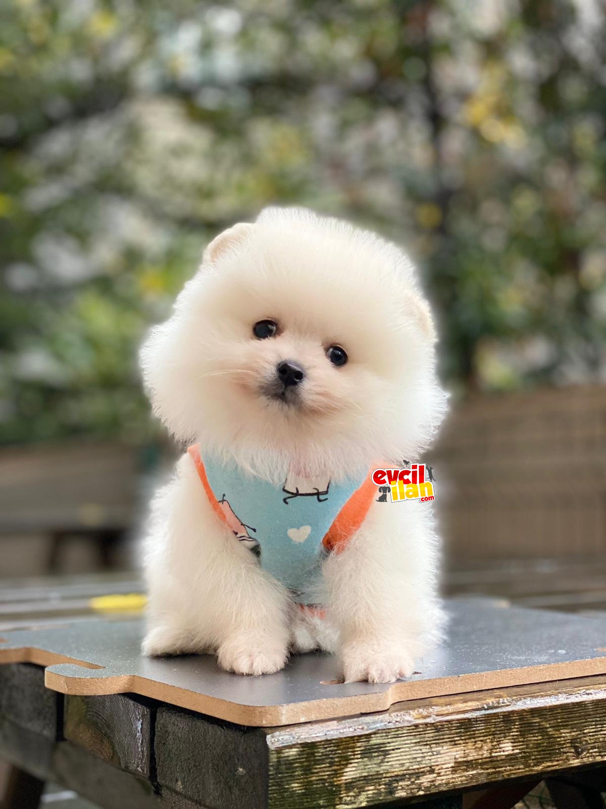 Dişi Ayıcık Surat Pomeranian Boo Yavrumuz 