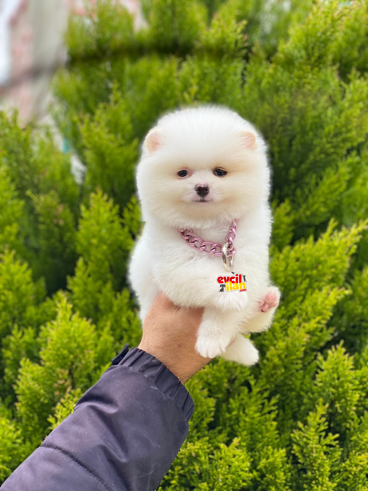 Dişi Ayıcık Surat Pomeranian Boo Yavrumuz 