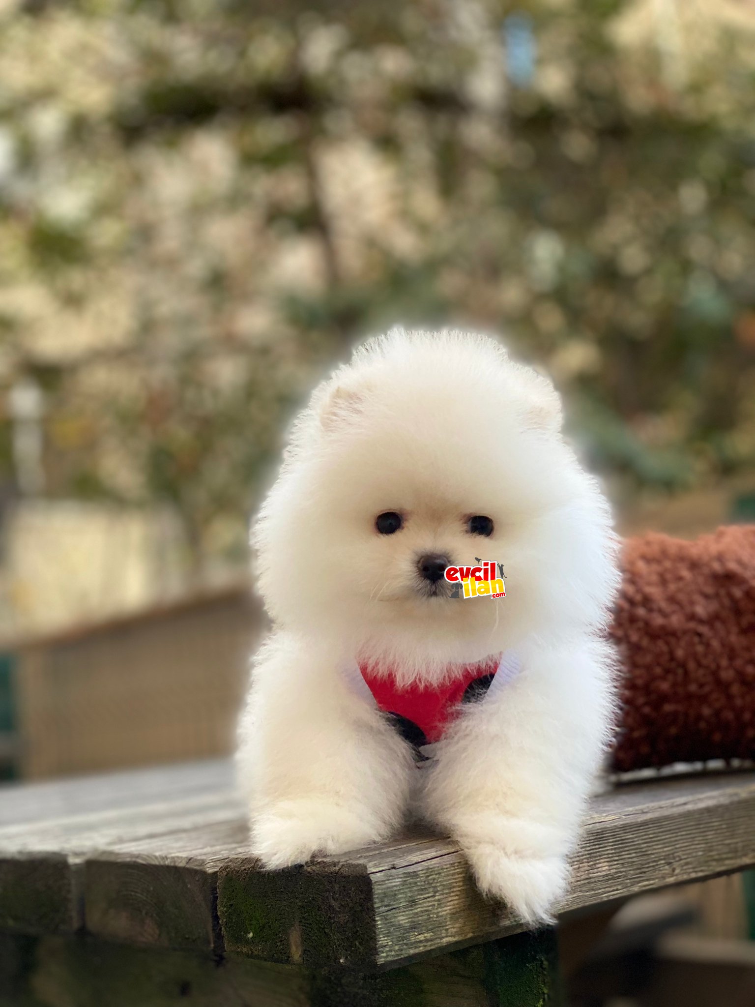 Dişi Ayıcık Surat Pomeranian Boo Yavrumuz 