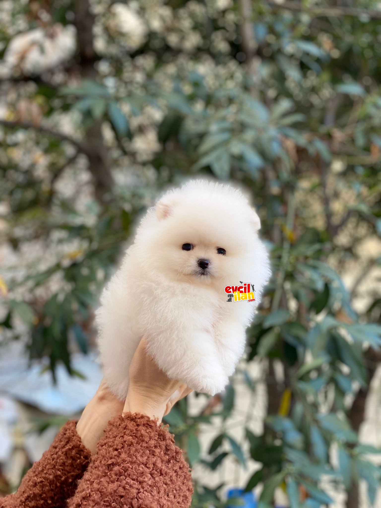 Dişi Ayıcık Surat Pomeranian Boo Yavrumuz 