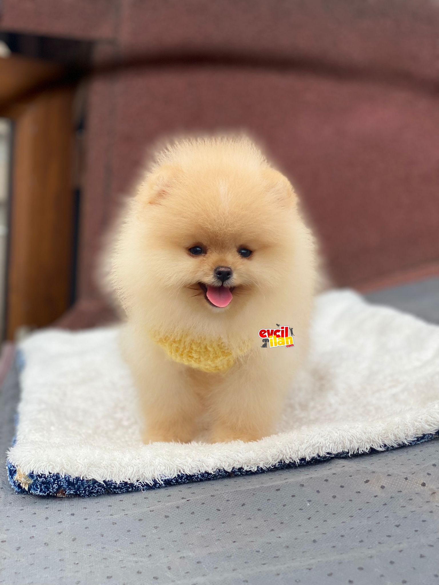 Dişi Ayıcık Suratlı Pomeranian Boo Yavrumuz 