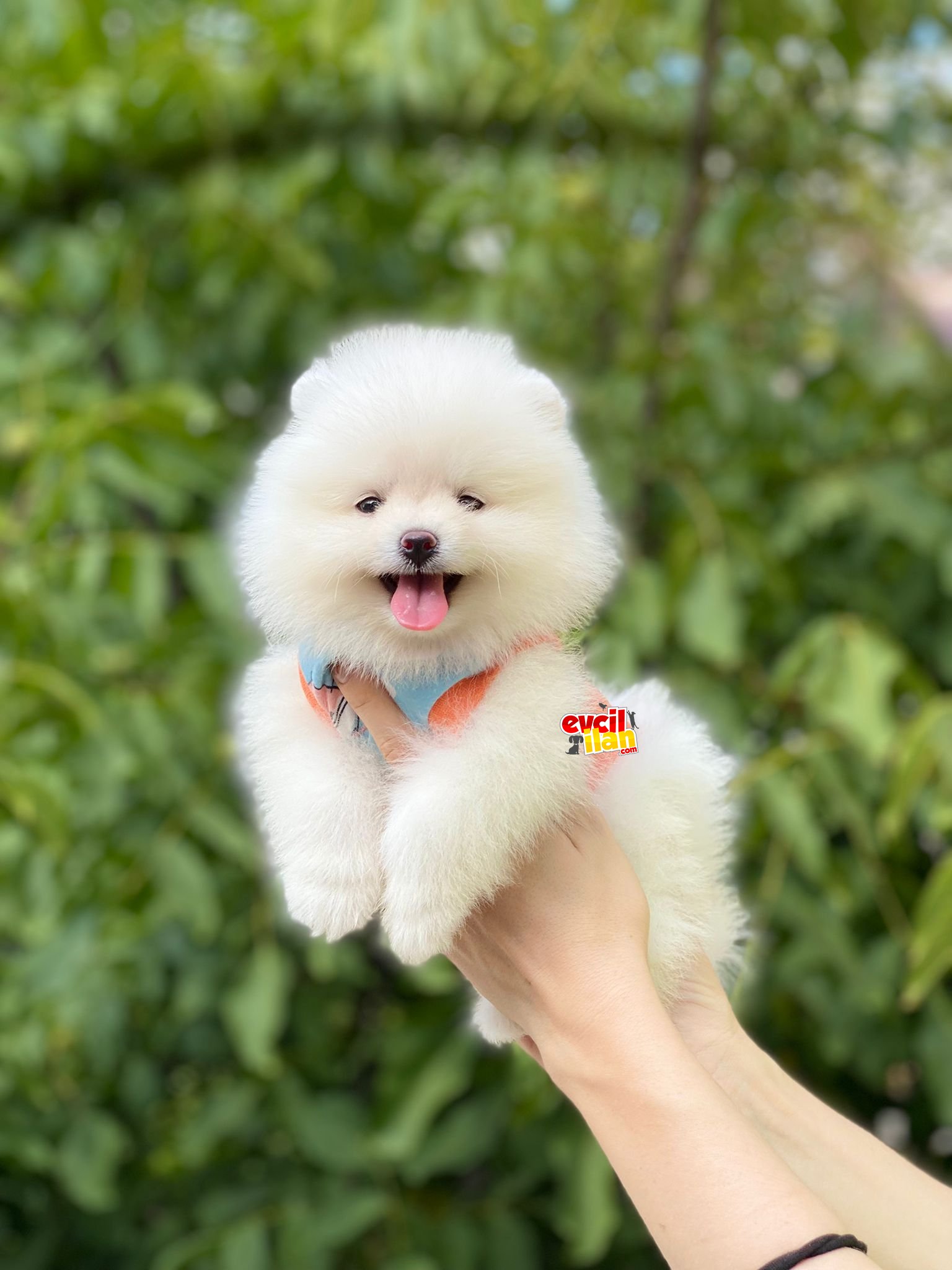 Dişi Ayıcık Suratlı Pomeranian Boo Yavrumuz 