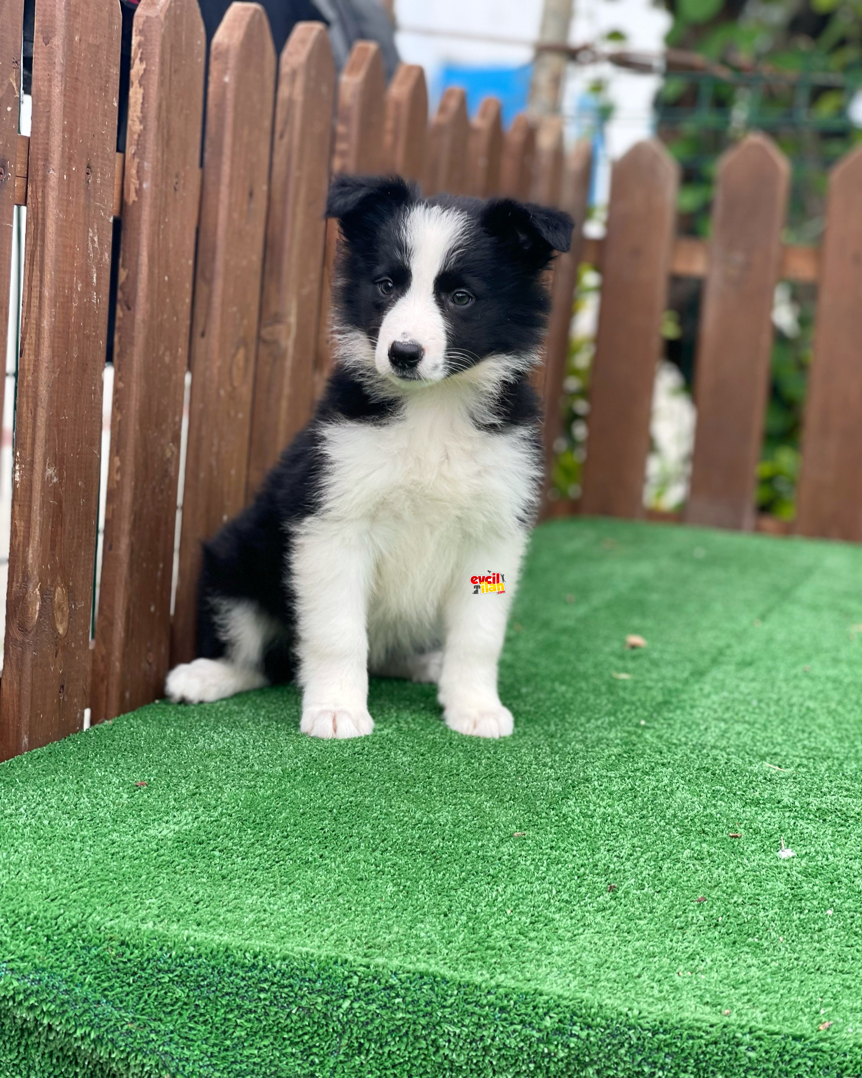 Disi Border Collie Yavrumuz