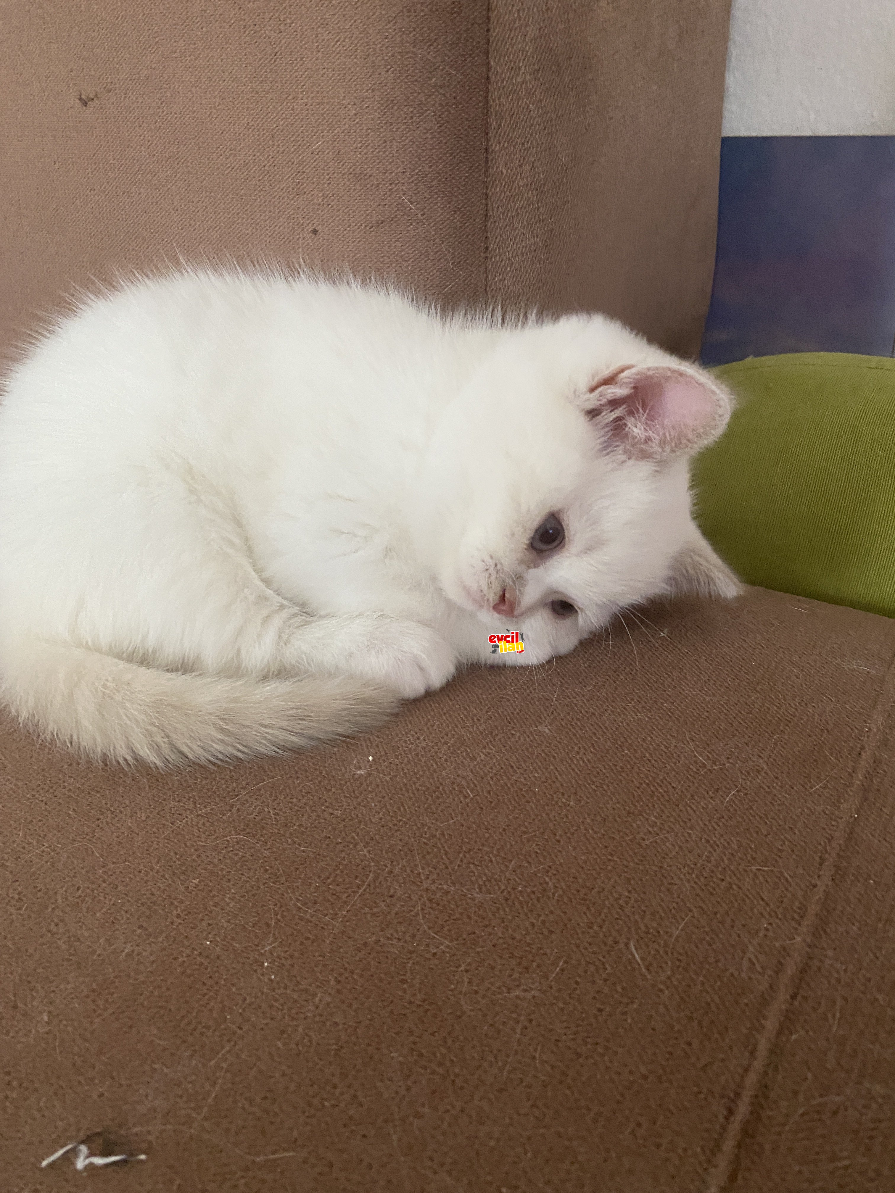 Dişi britiş shorthair kendi kedimin bebekleri 