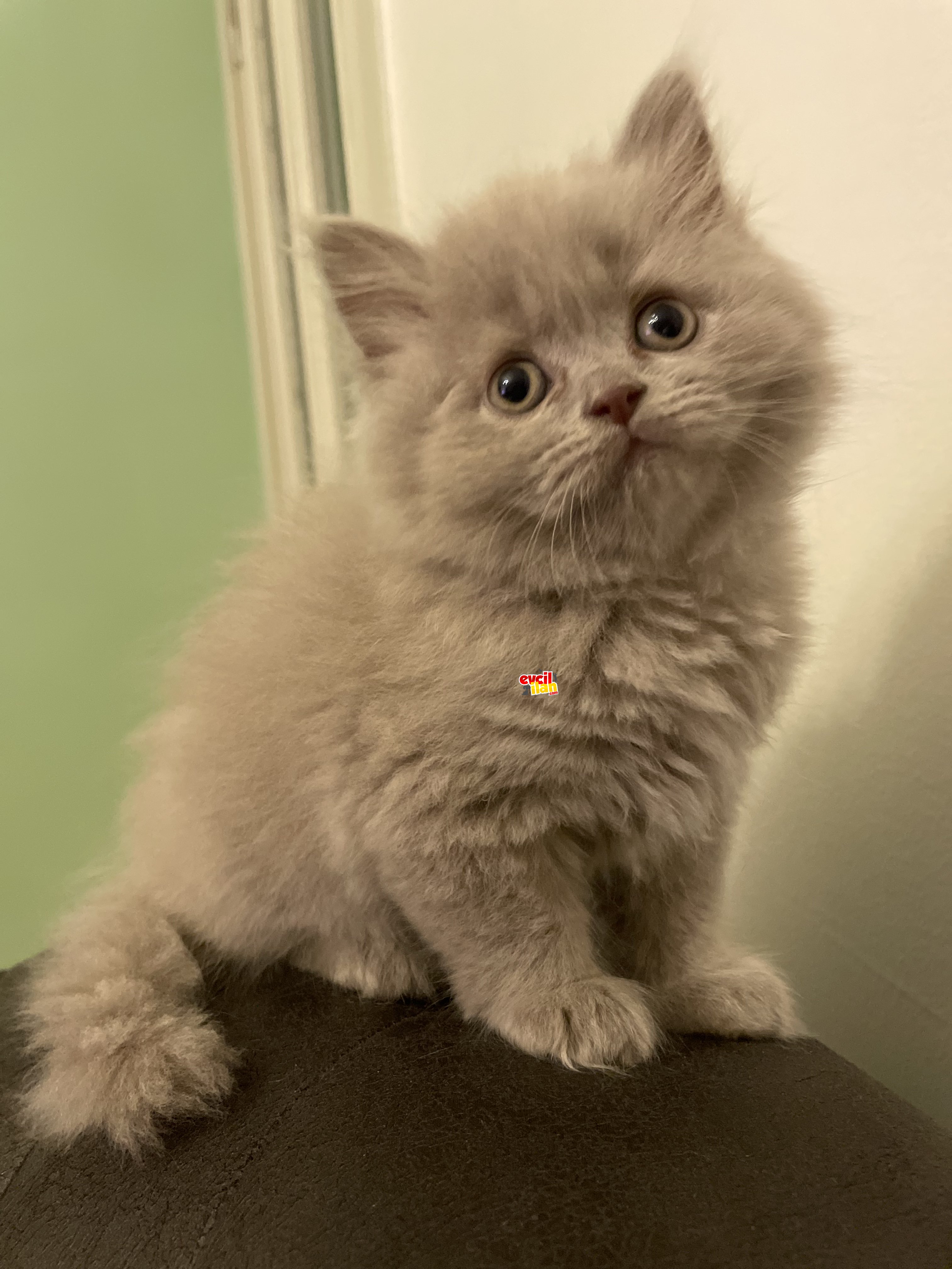 Dişi , british longhair