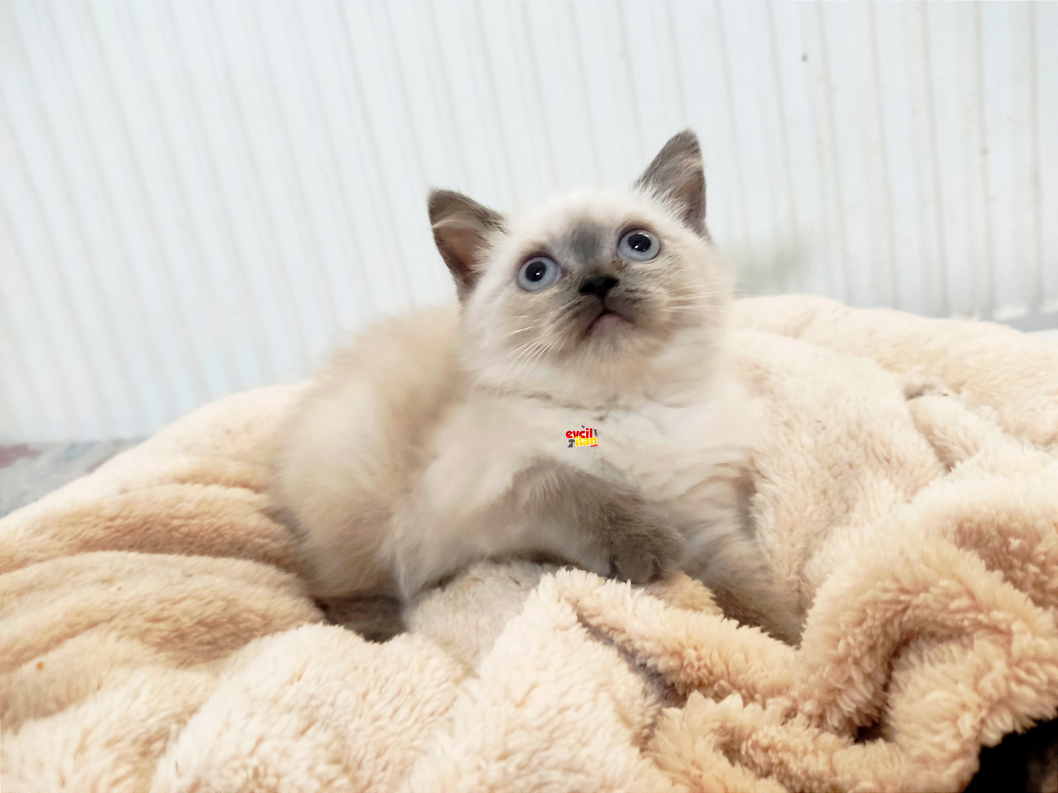 Dişi british shorthair bluepoint 