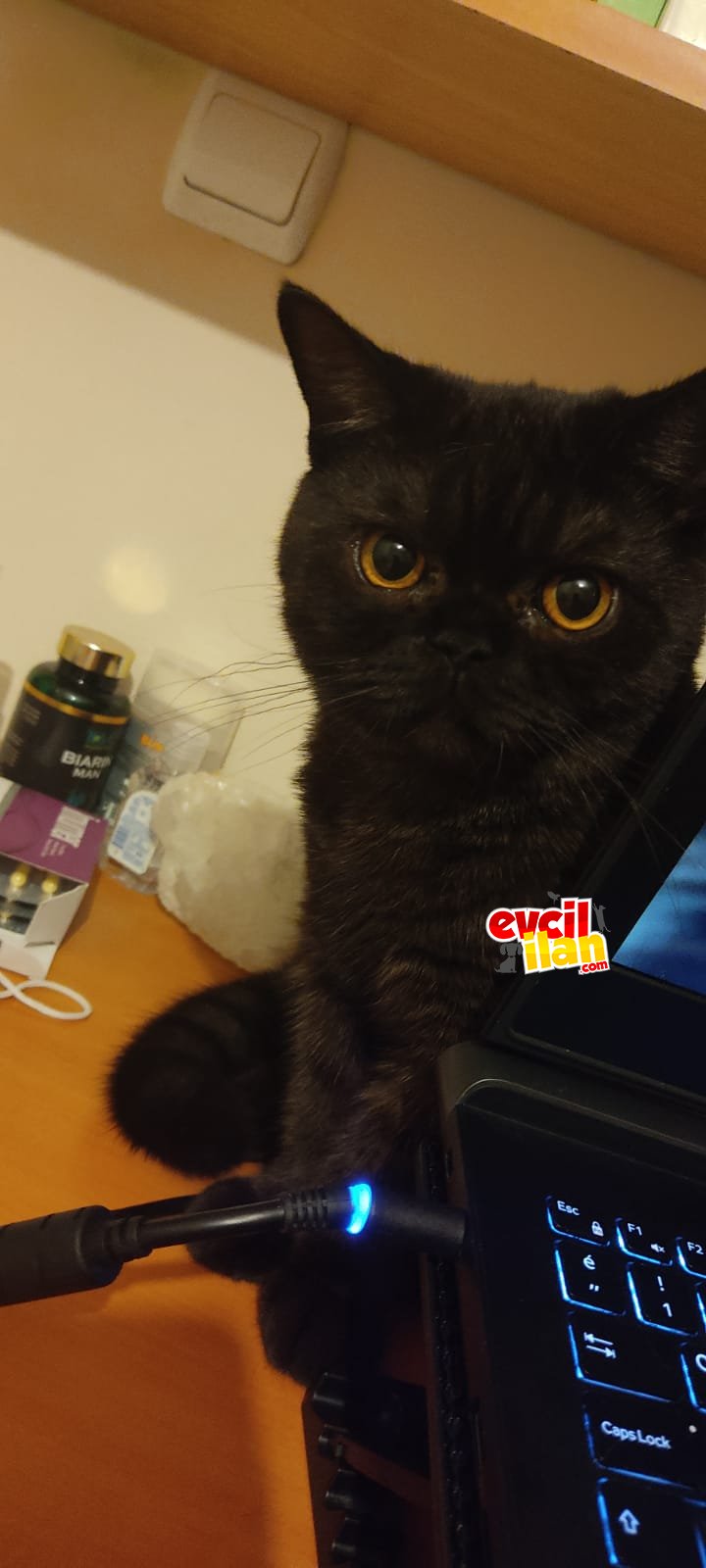 Dişi British Shorthair Eş Arıyoruz