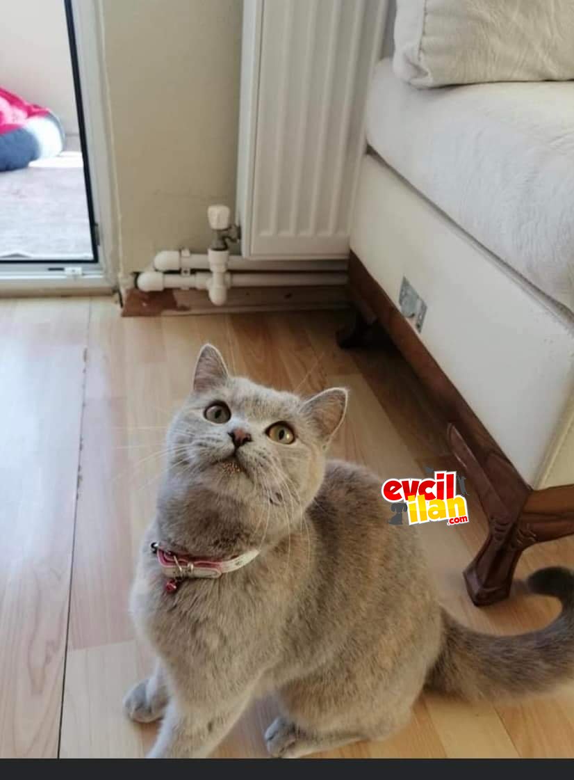DİŞİ BRİTİSH SHORTHAİR HAMİLE OLABİLİR