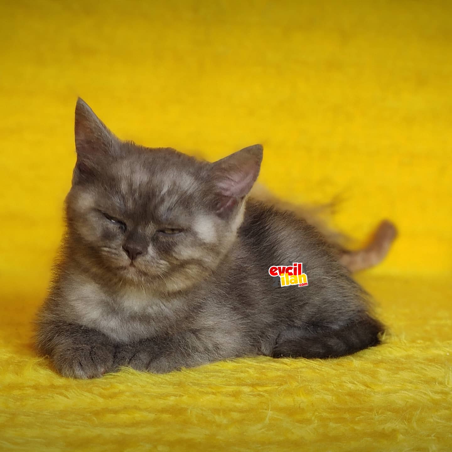 Dişi British Shorthair 