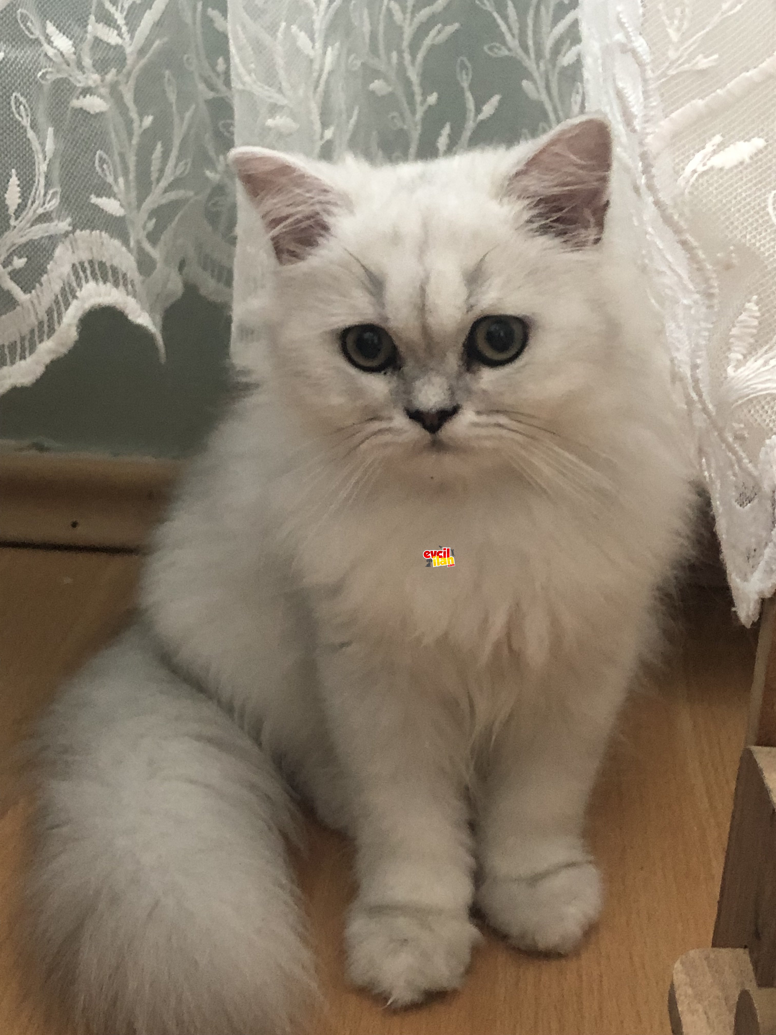 Dişi Britishlonghair 