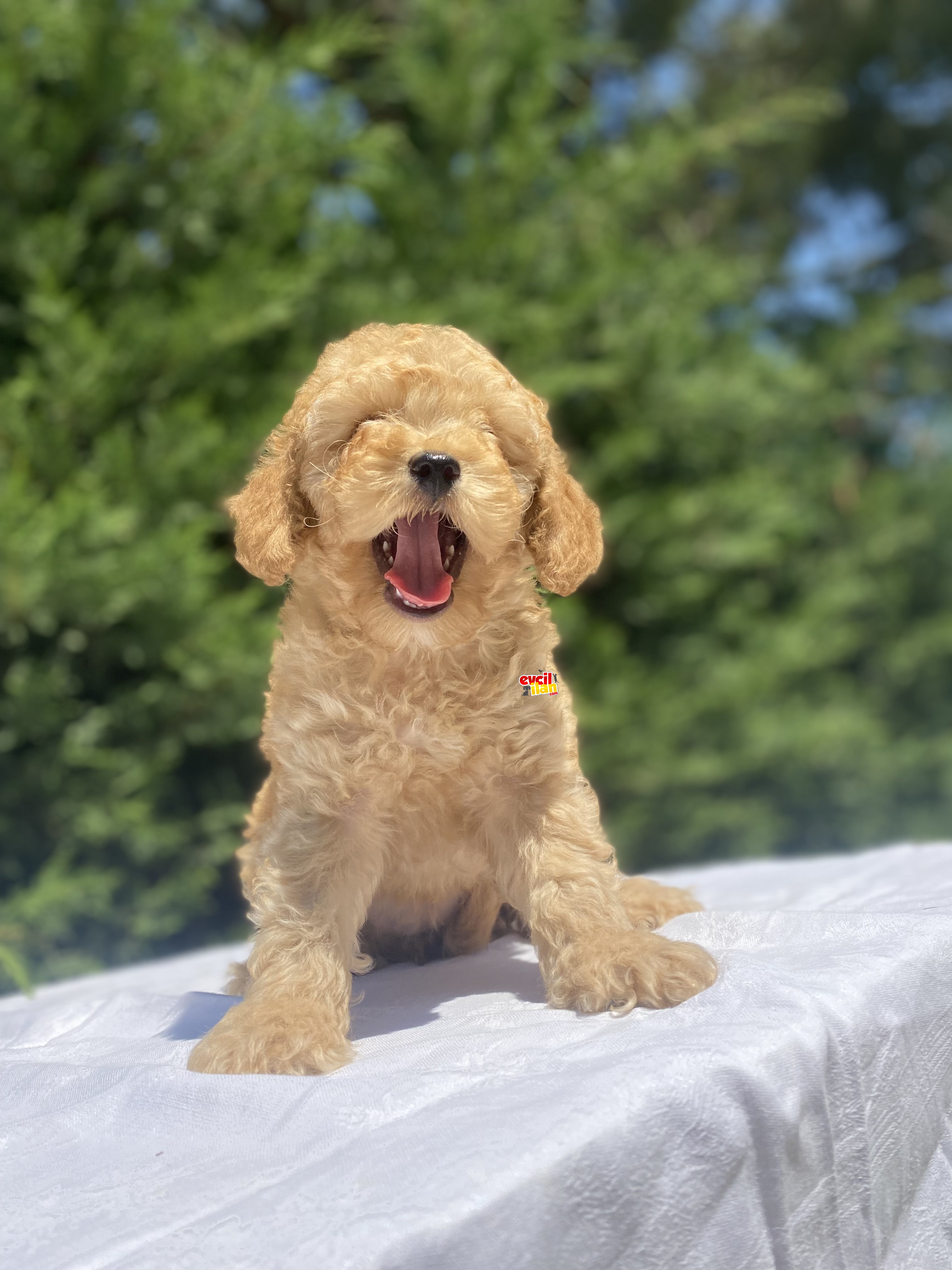 DİŞİ ERKEK A KALİTE TOY POODLE BEBEKLER 