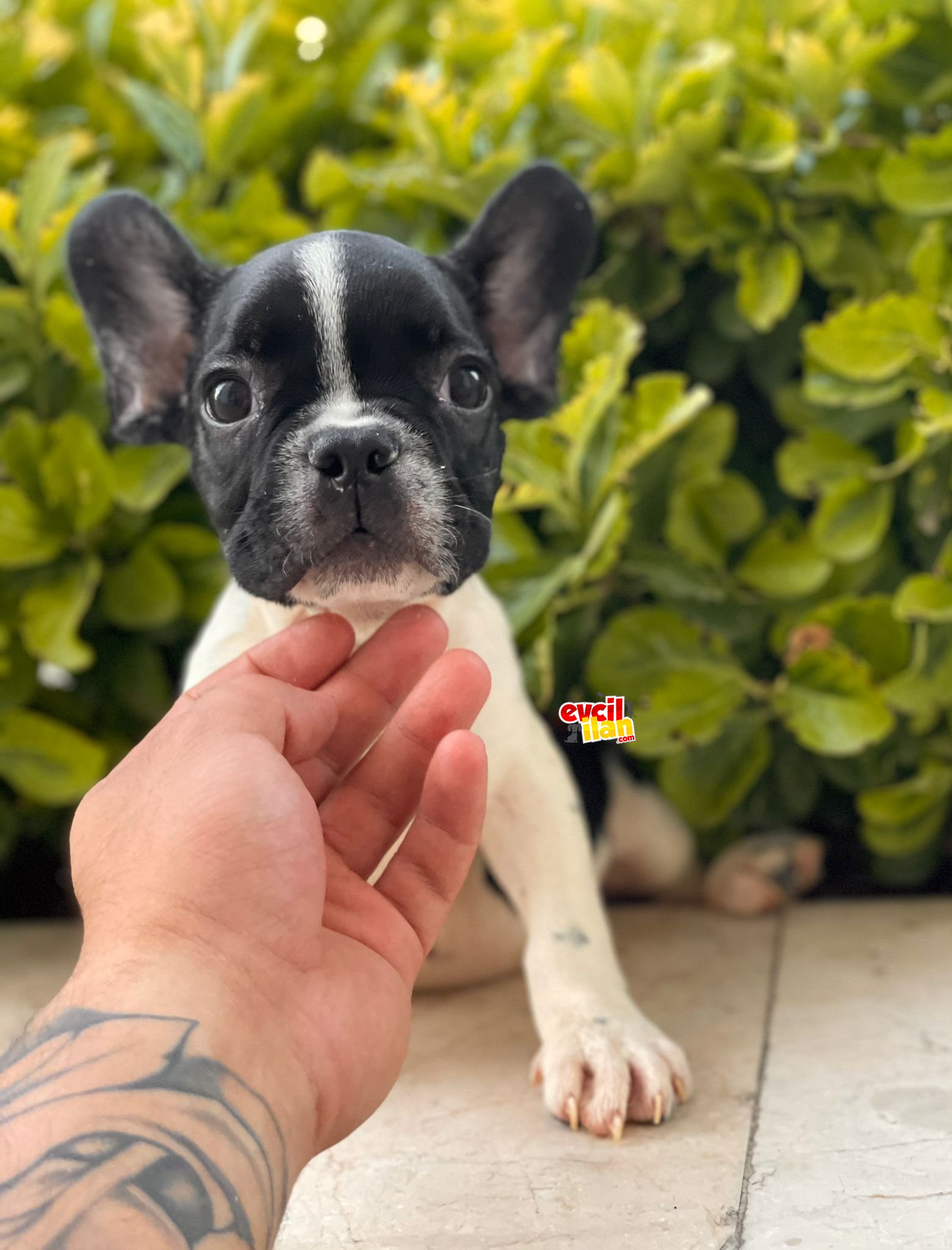 Disi Erkek French Bulldog Yavrularimiz