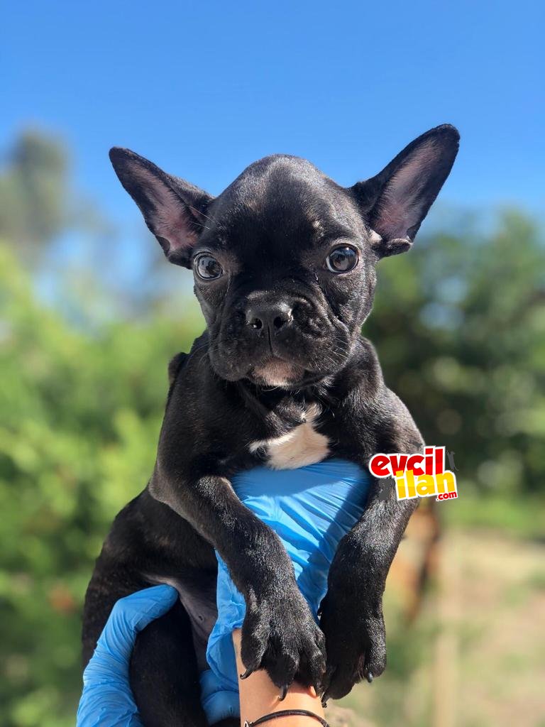 Disi Erkek French Bulldog Yavrularimiz