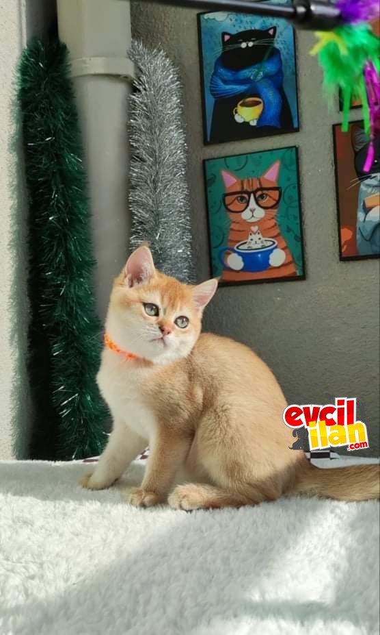 dişi erkek golden kediler