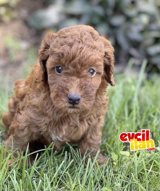 DİŞİ ERKEK POODLE BEBEKLER 