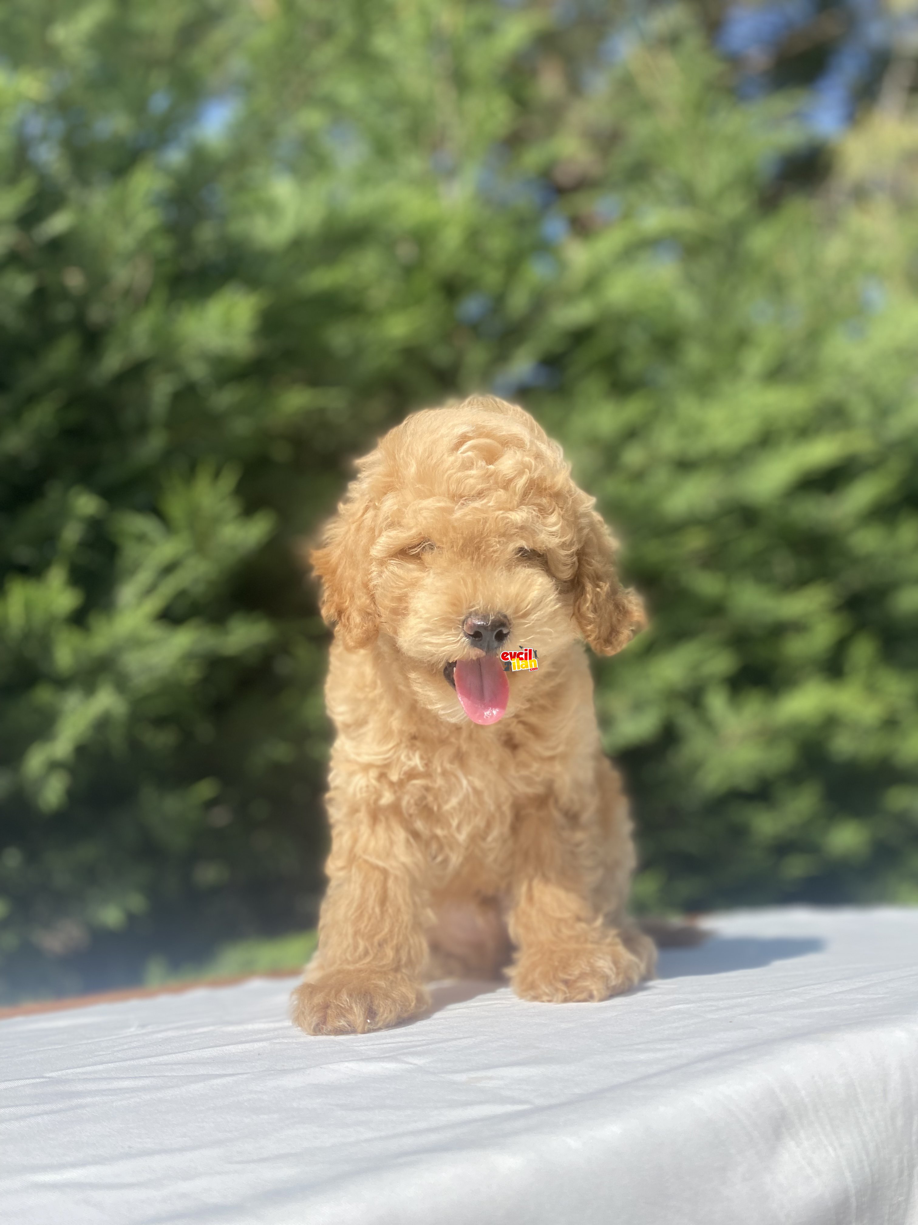 DİŞİ ERKEK POODLE BENEKLERİMİZ