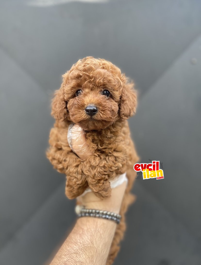 DİŞİ ERKEK RED BROWN POODLE BEBEKLER