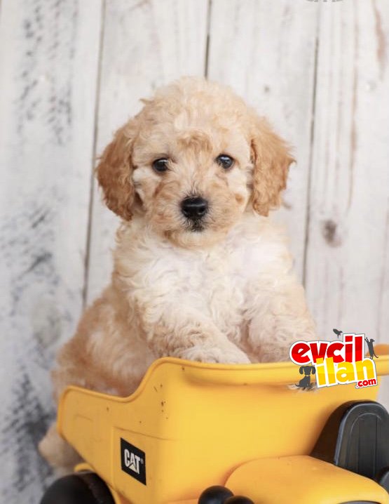 DİŞİ ERKEK TOY POODLE BEBEKLER 