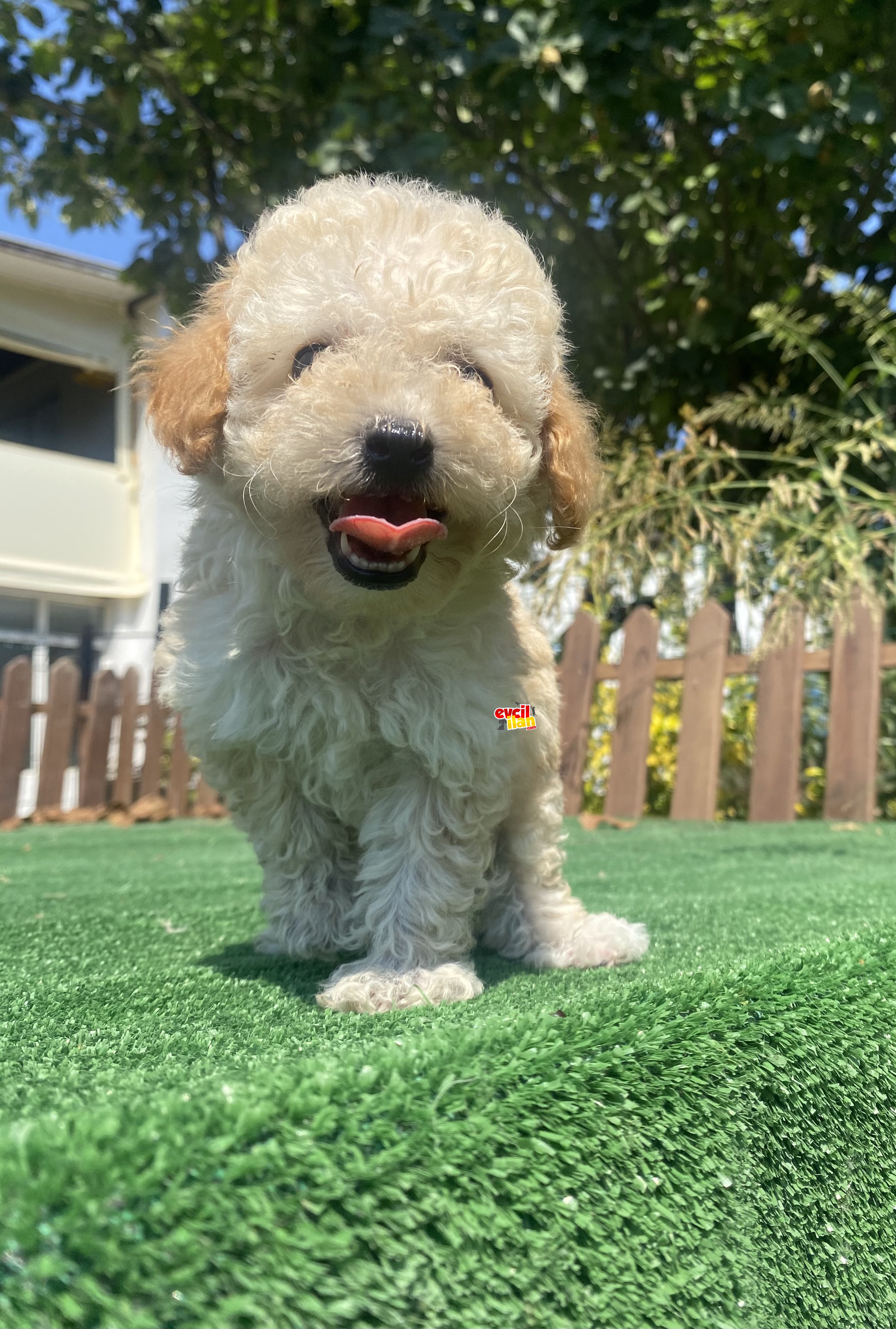 DİŞİ ERKEK TOY POODLE BEBEKLER 