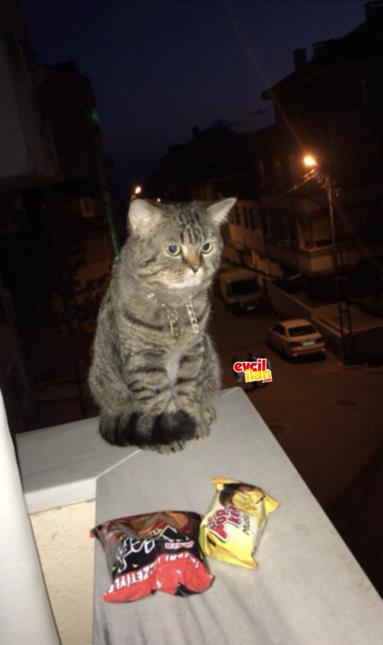 Dişi eş arıyoruz