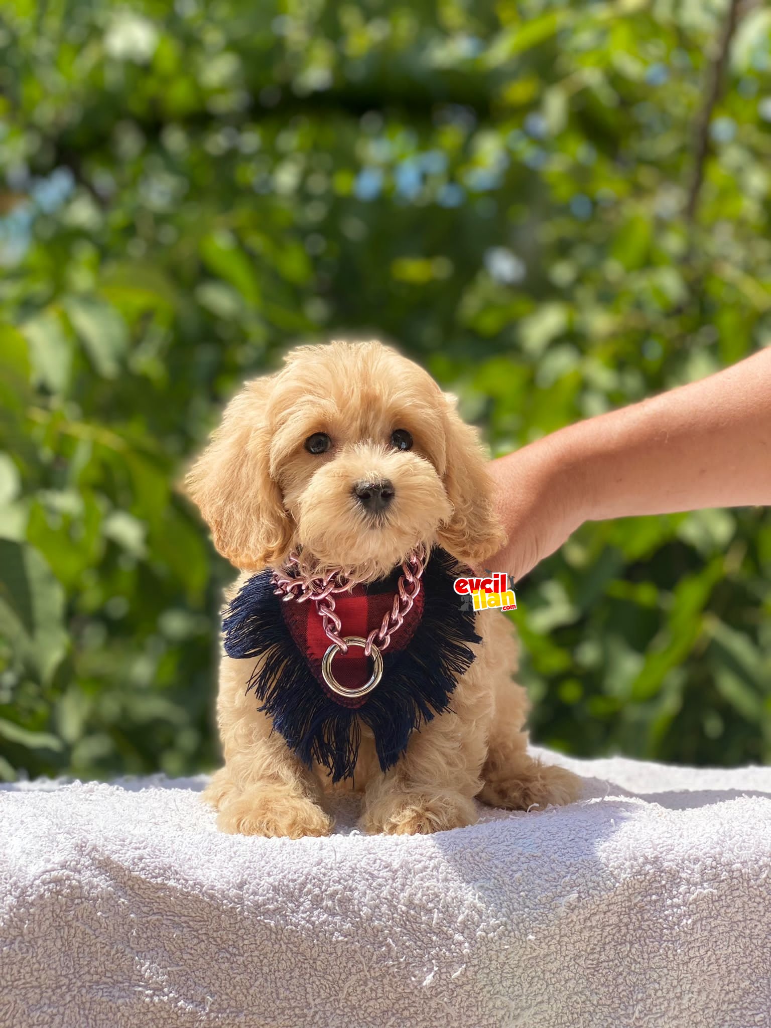 Dişi Mini Boy Maltipoo Yavrumuz