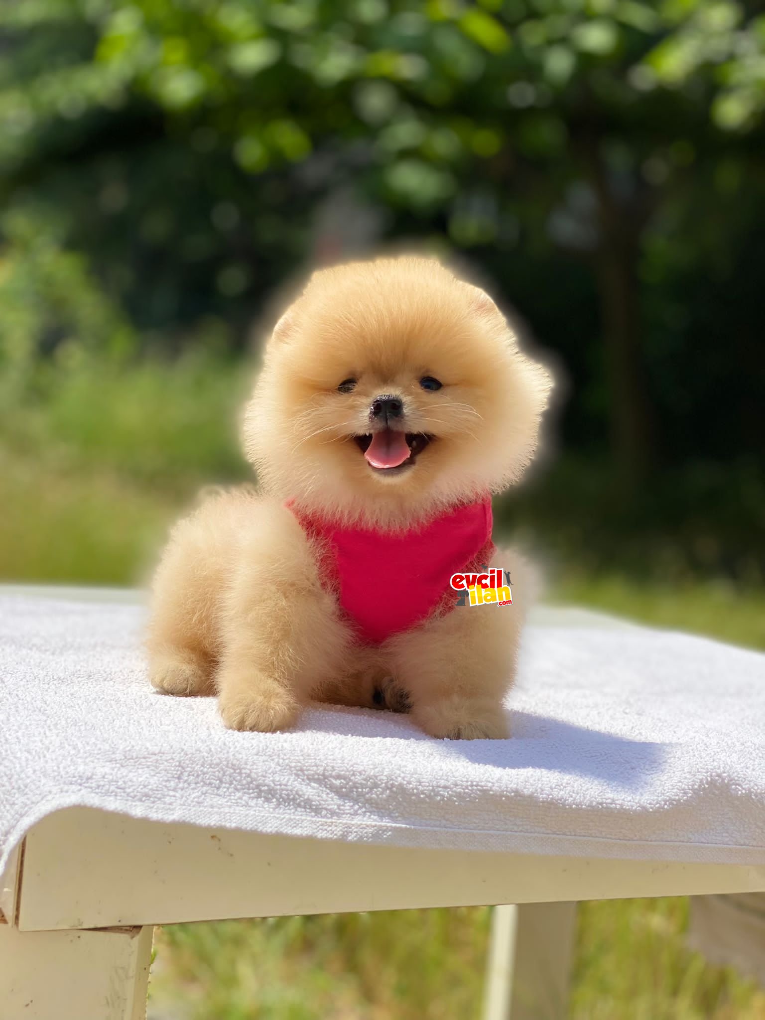 Dişi Mini Boy Orjinal Pomeranian Boo Yavrumuz 