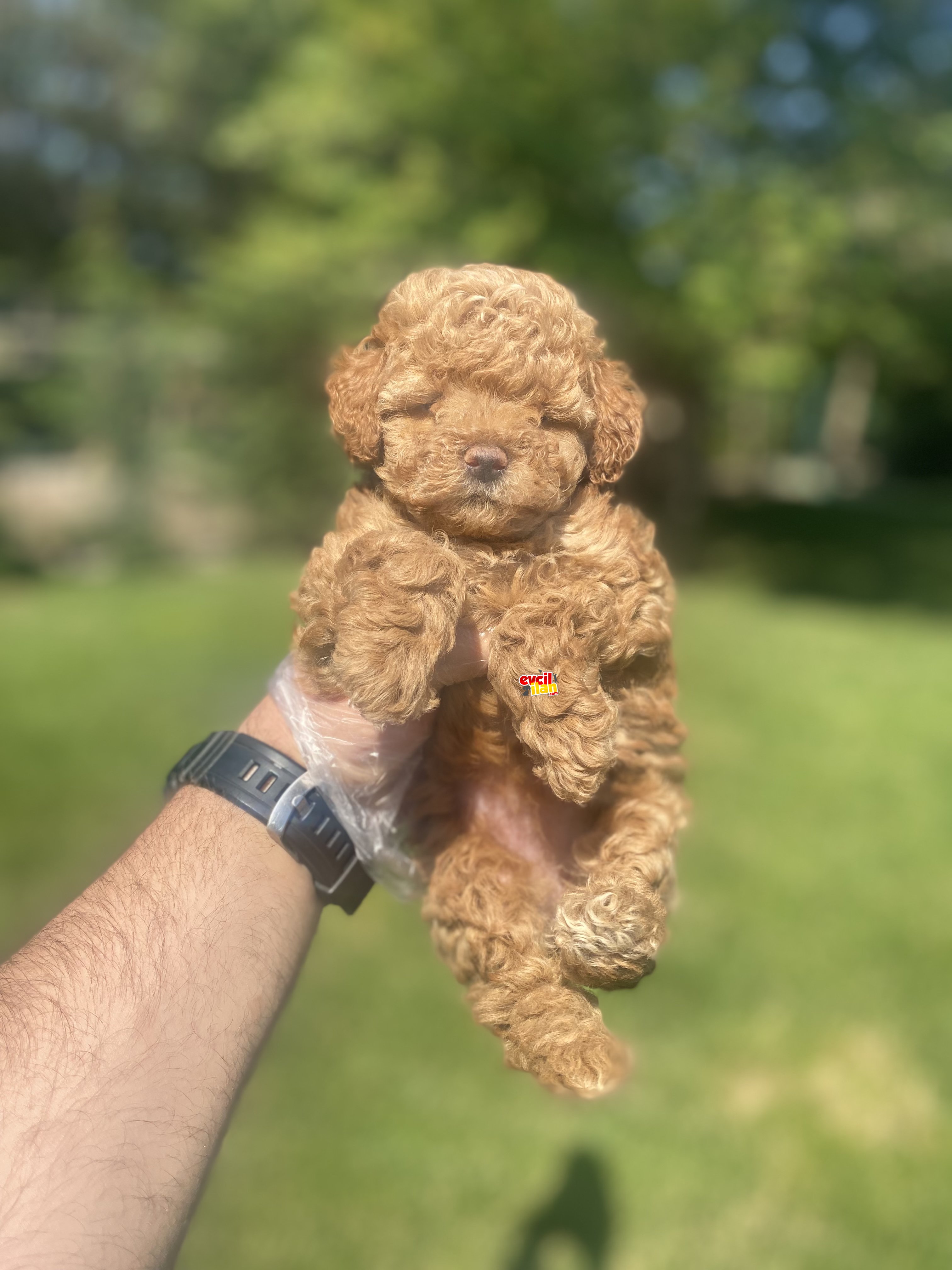 DİŞİ MINI BOY ORJİNAL TOY POODLE YAVRUMUZ