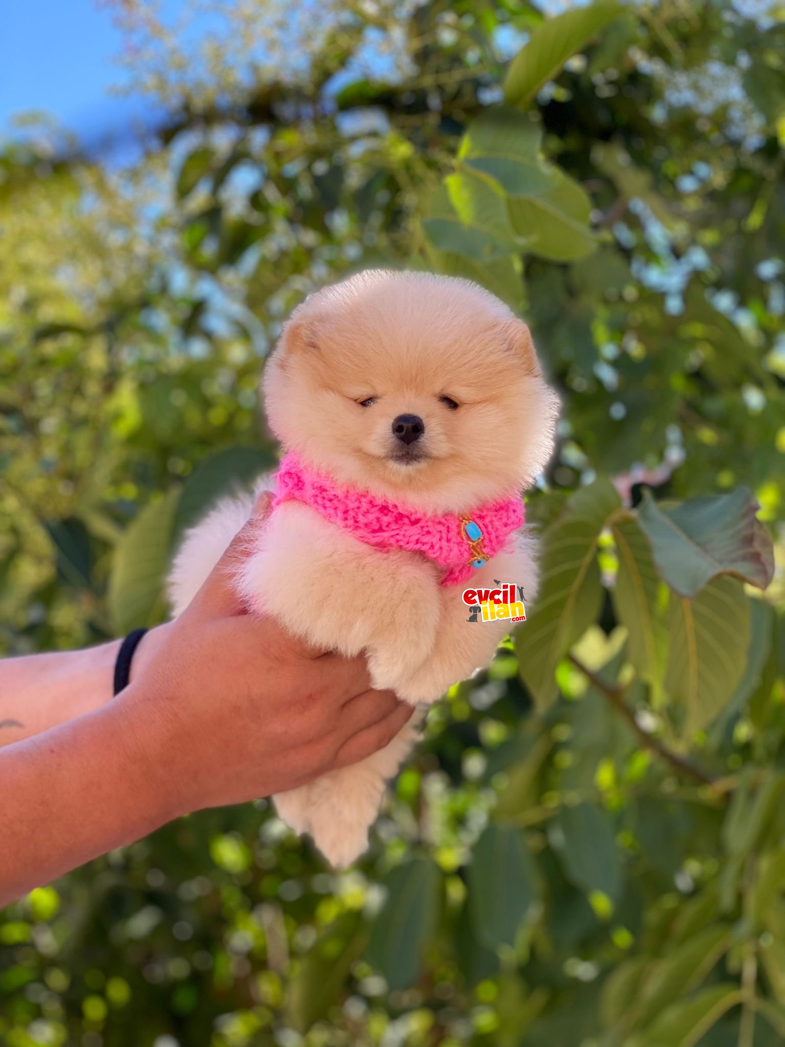 Dişi Mini Boy Pomeranian Boo Yavrumuz 