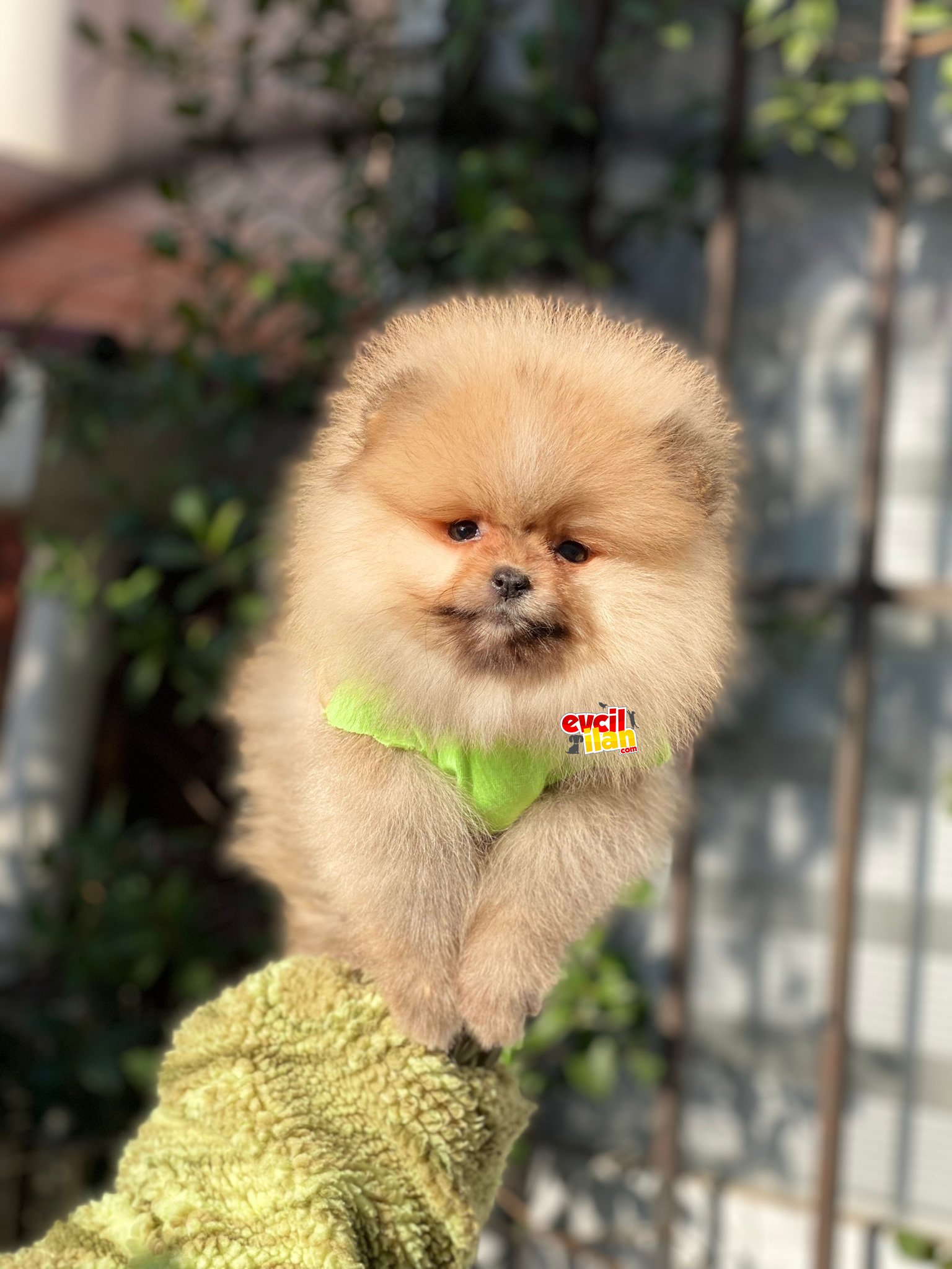 Dişi Oranj Pomeranian Boo Yavrumuz 