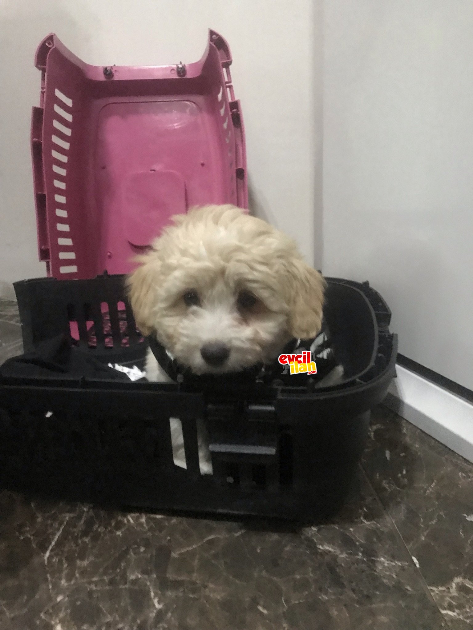 Dişi orijinal terrier 3 aylık 