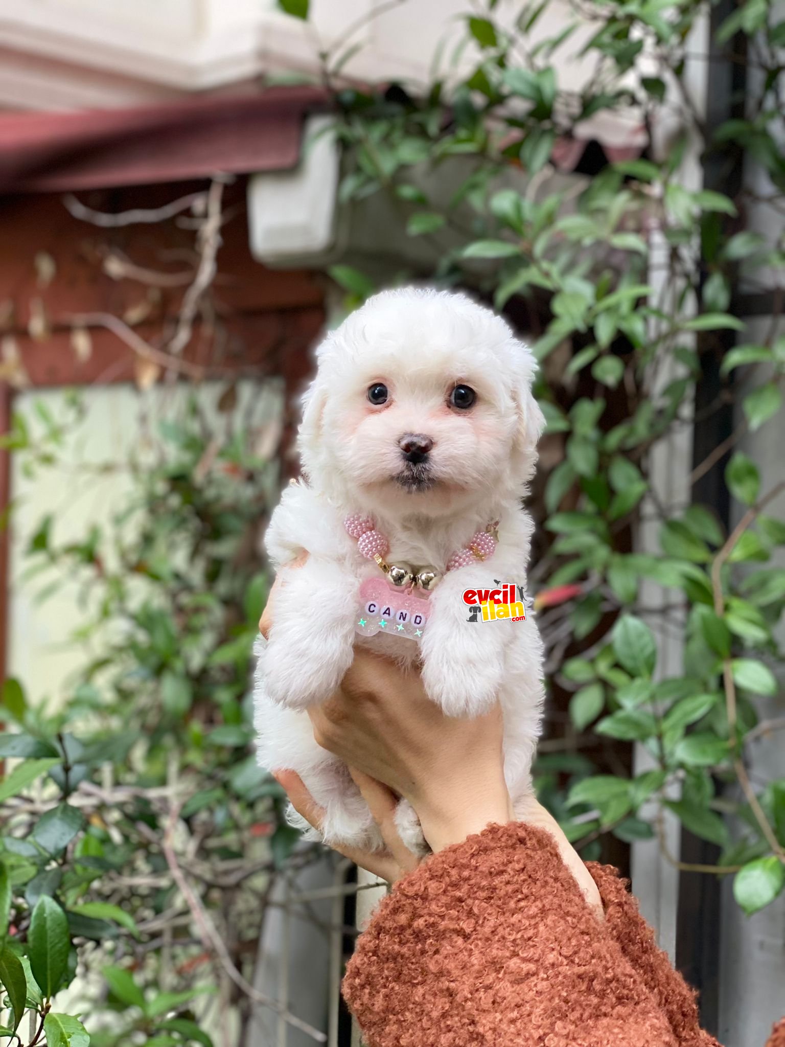 Dişi Orjinal Maltese Terrier Yavrumuz